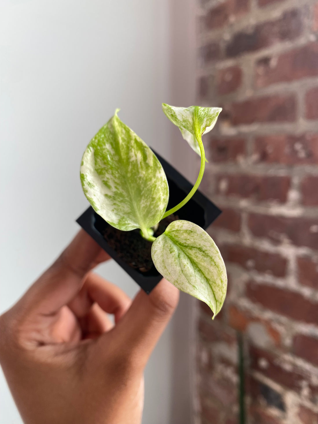 Monstera Mint 3562