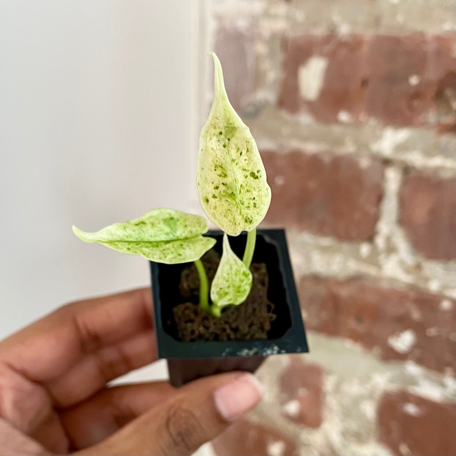 Alocasia Dragonscale Mint Variegated 4300