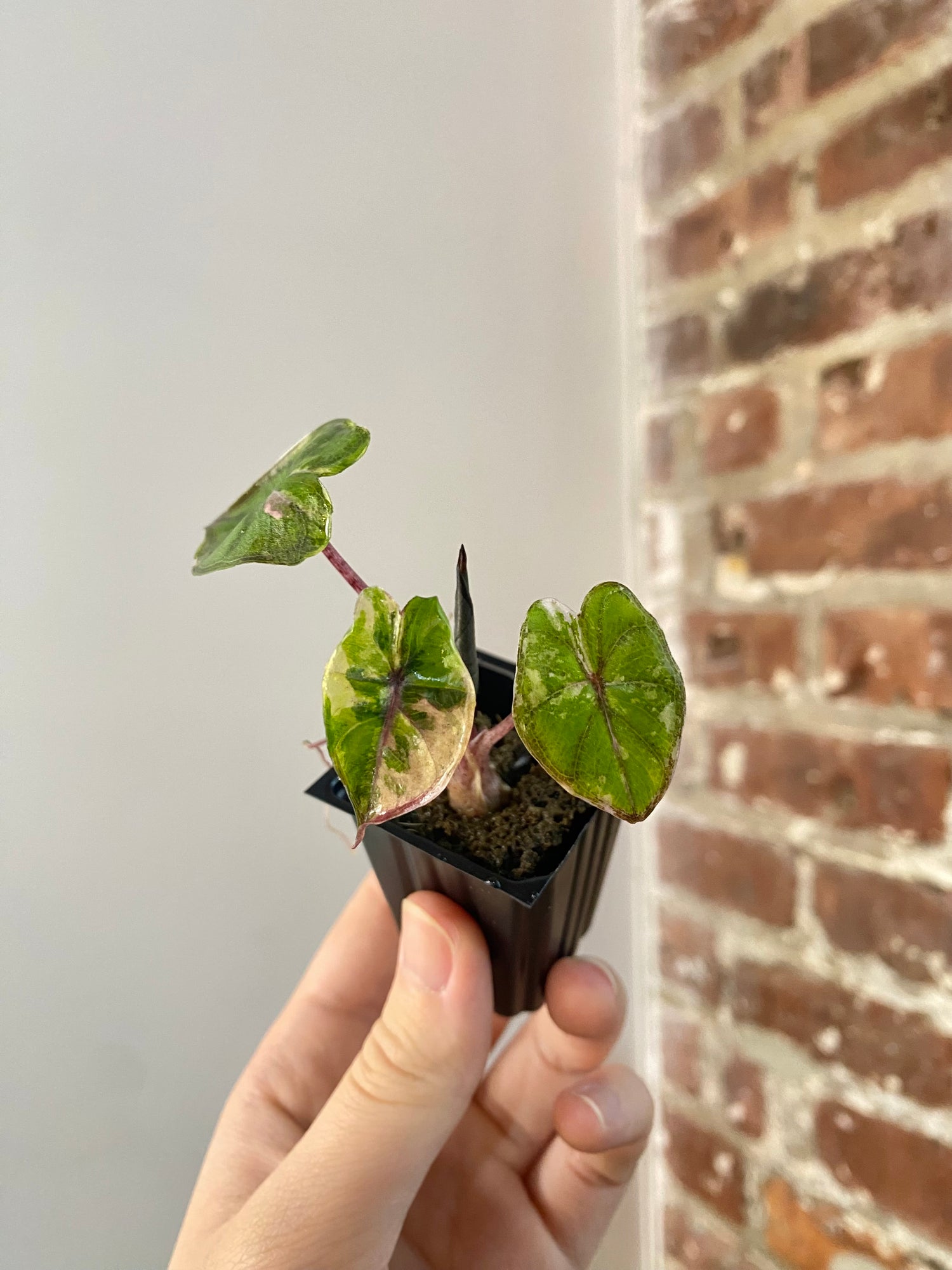 Alocasia Yucatan Princess Var. Albo 4856