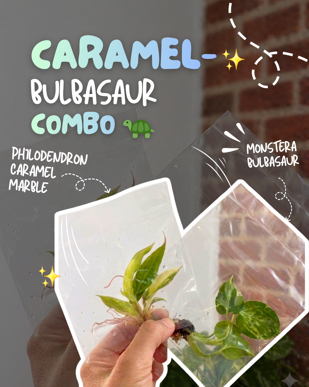 Caramel - Bulbasaur TC Combo Grower’s Choice