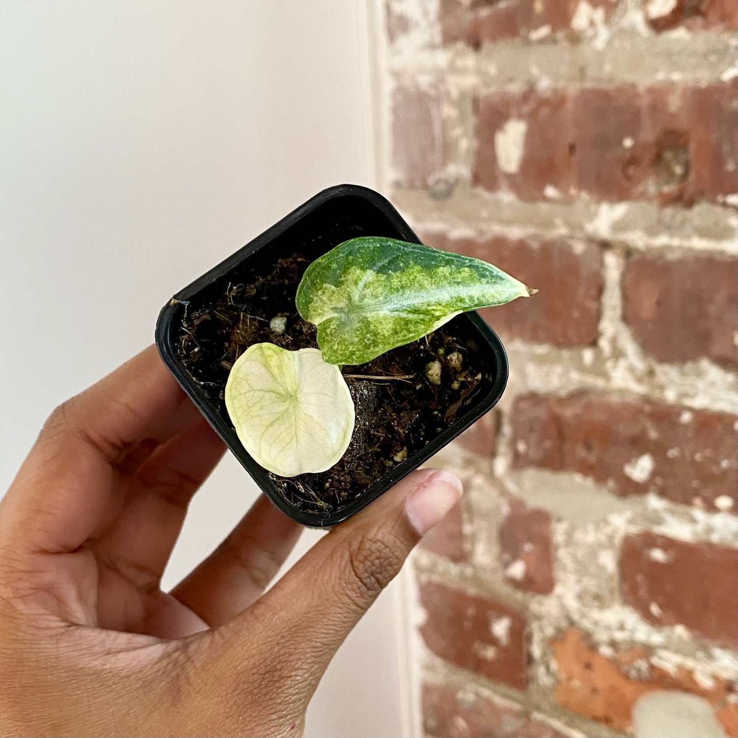 Alocasia Ninja Tricolor Potted 4294