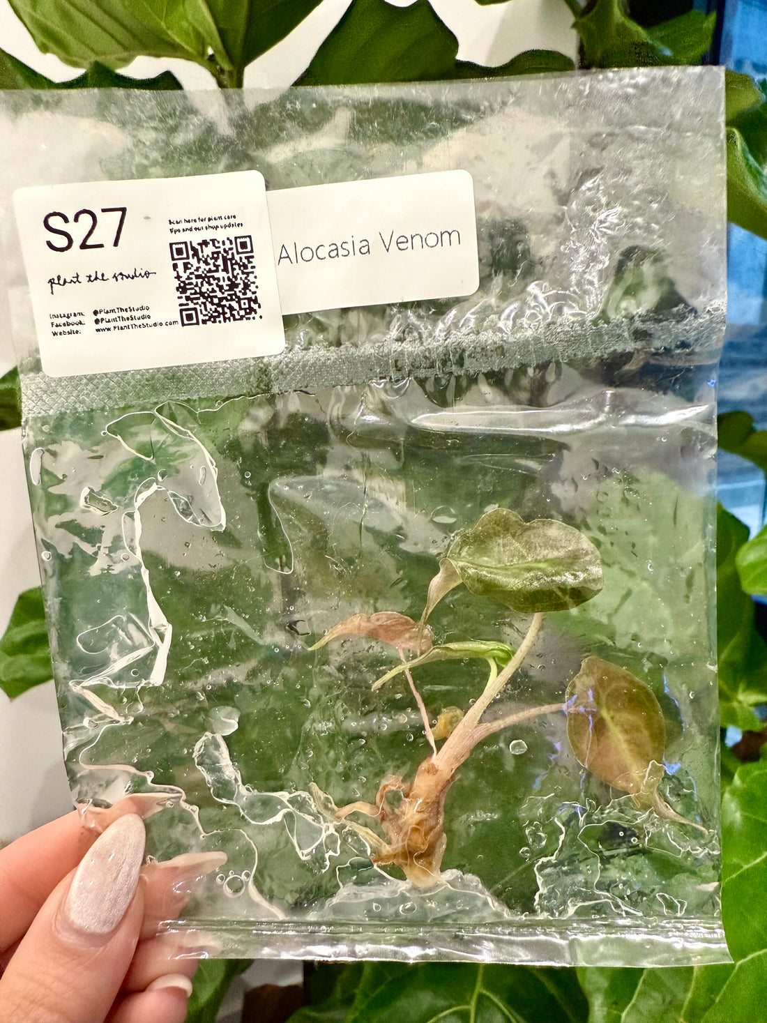 Alocasia Venom TCS27