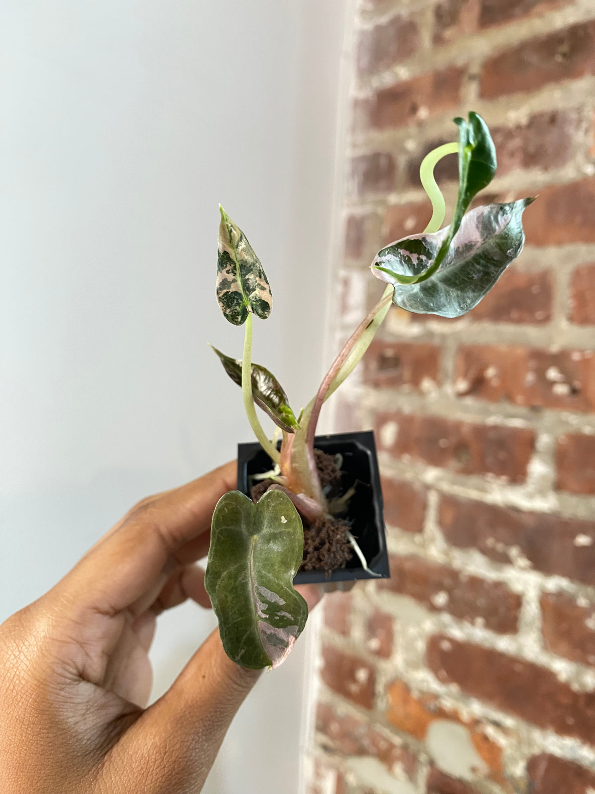 Alocasia Bambino Albo Pink 3690