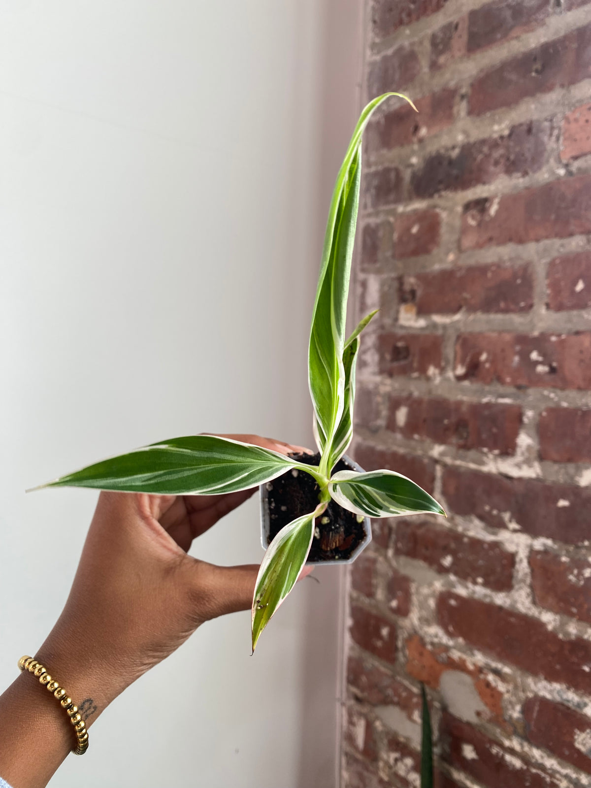 Musa Florida Variegated Potted 3568