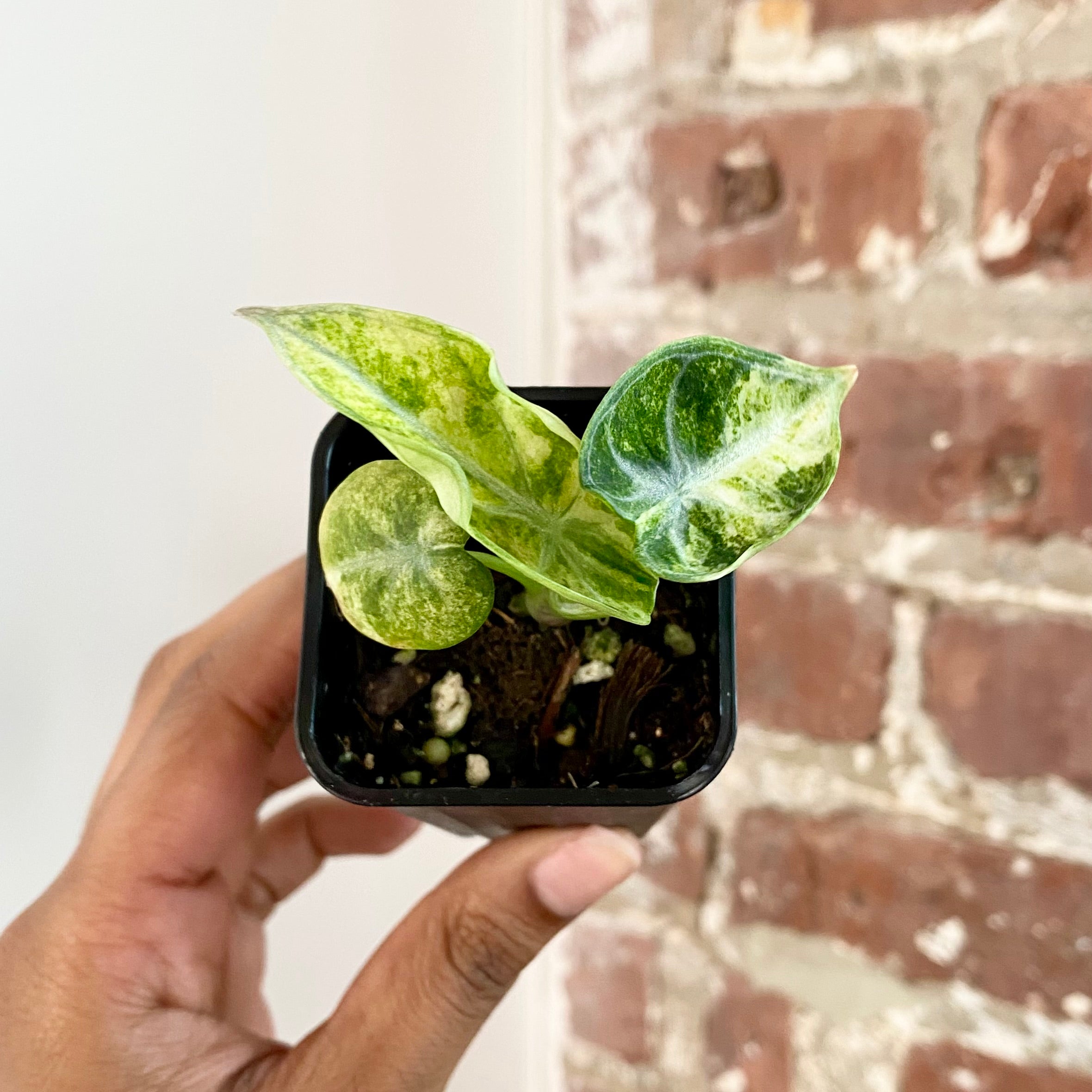 Alocasia Ninja Tricolor Potted 4297