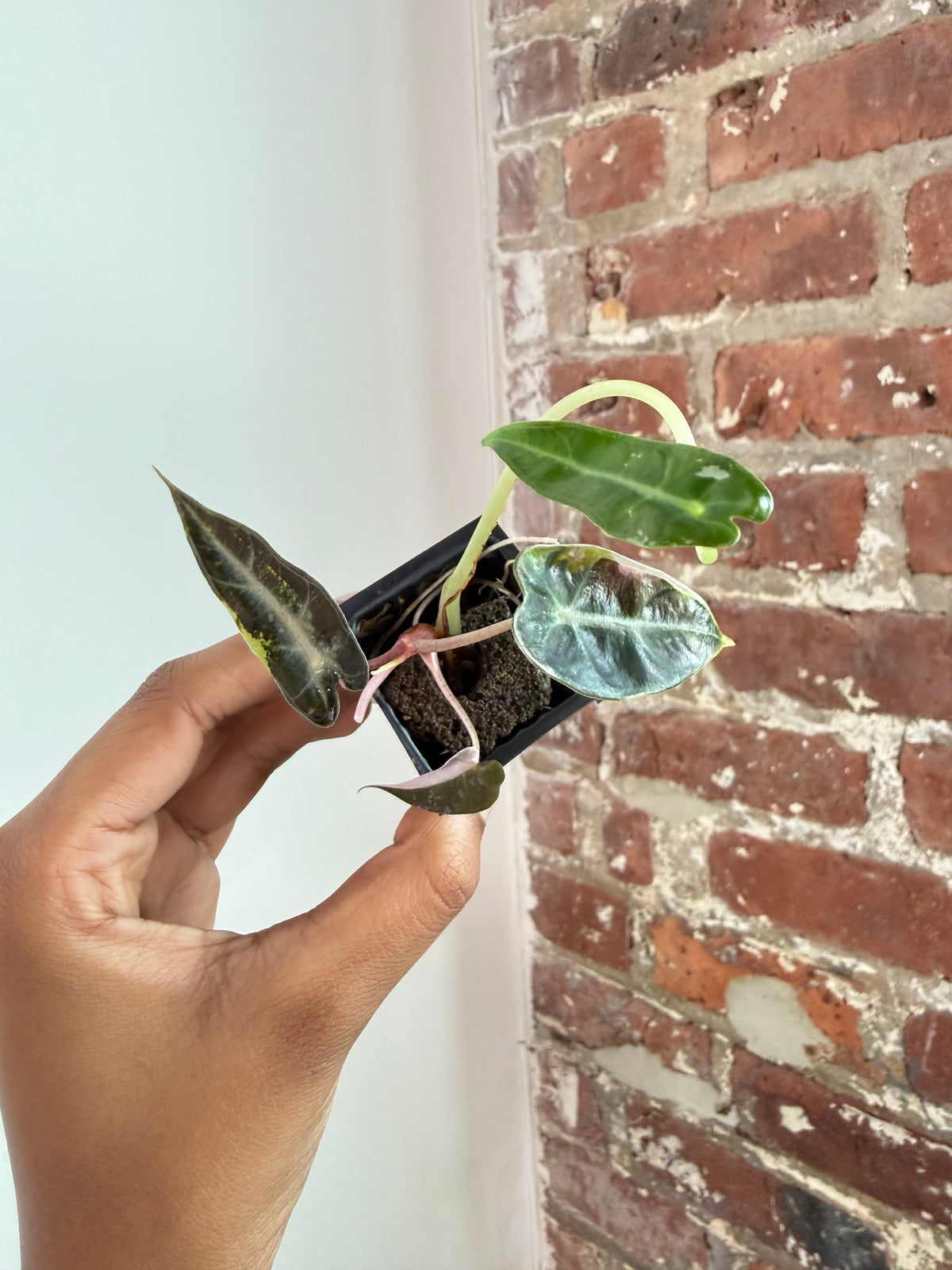 Alocasia Bambino Albo Pink 3942