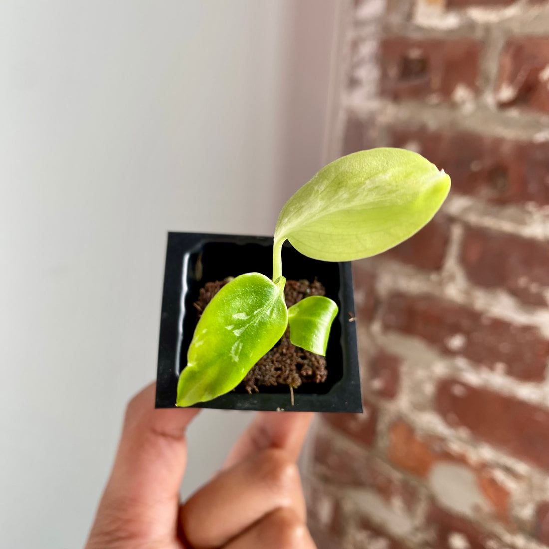 Monstera Bulbasaur 4038