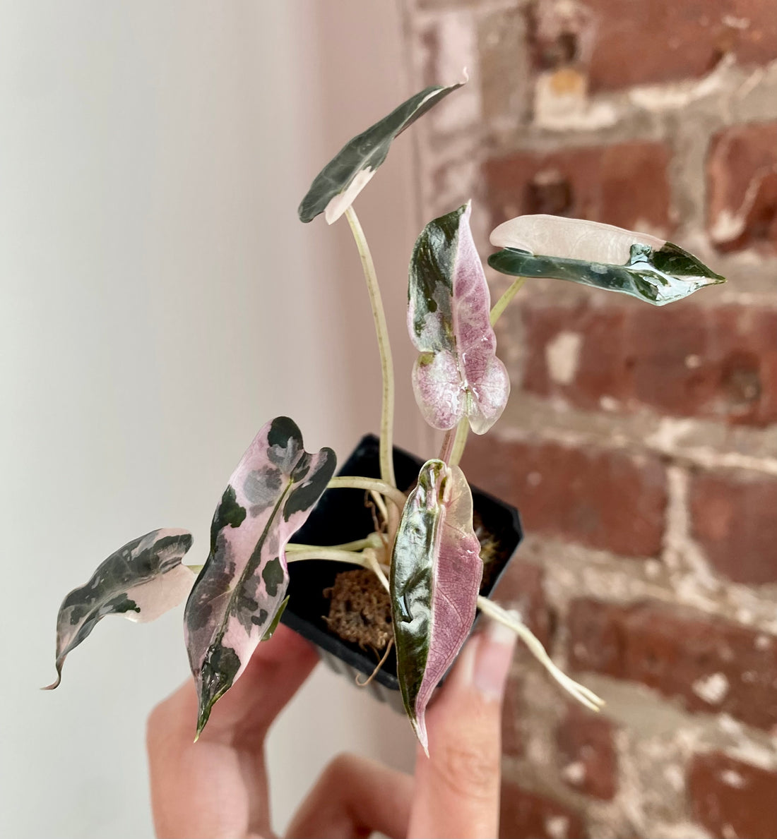 Alocasia Bambino Albo Pink 8931
