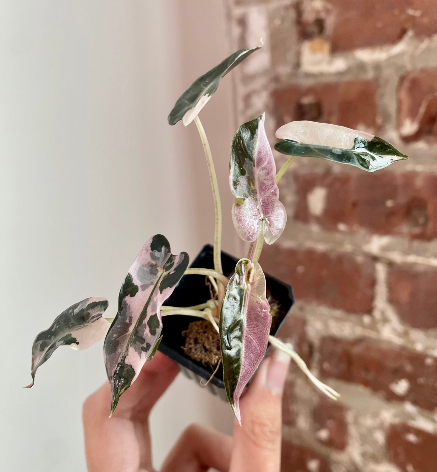 Alocasia Bambino Albo Pink 8931