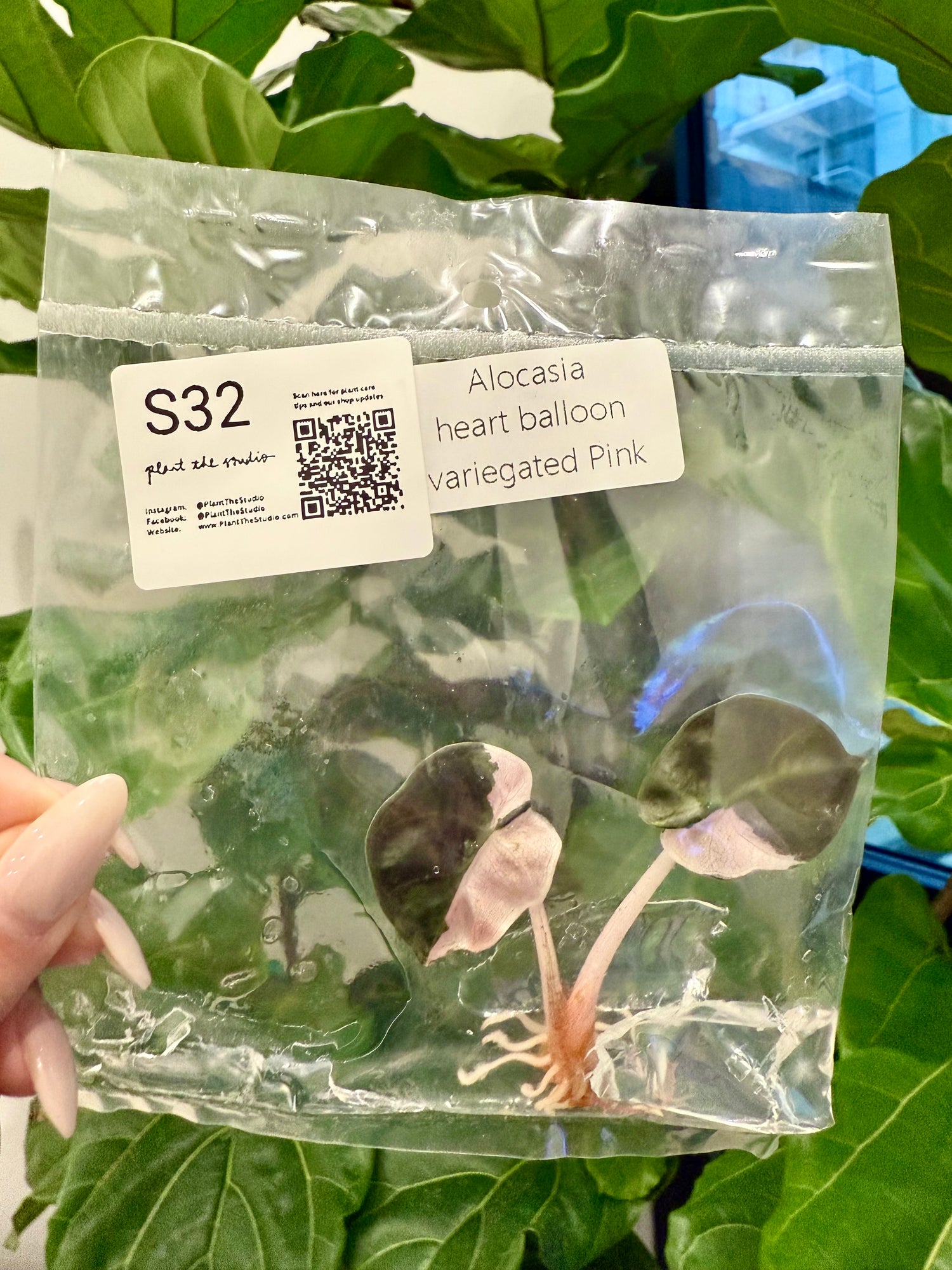 Alocasia Balloon Heart Pink Var TCS32