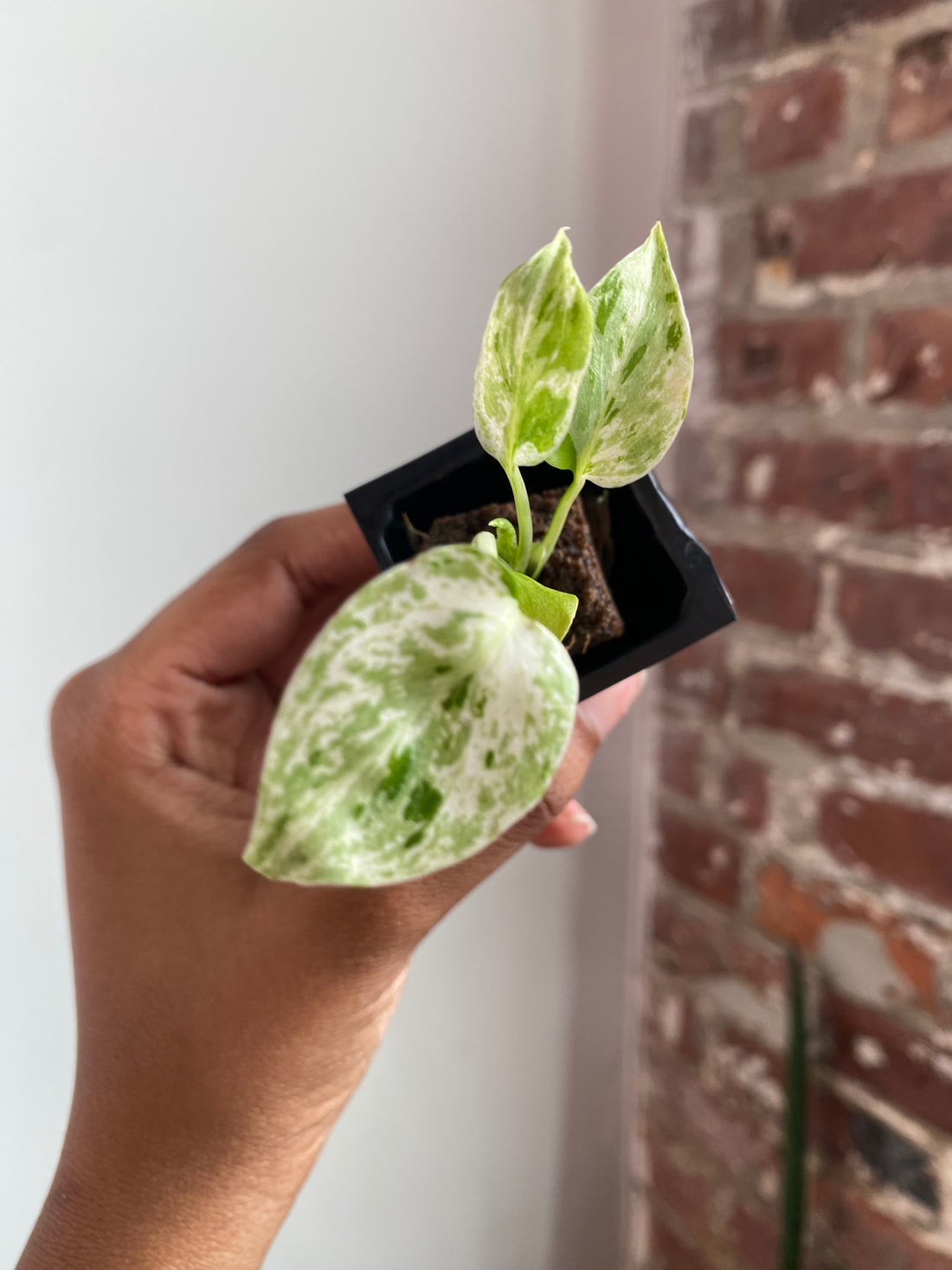 Monstera Bulbasaur 3556