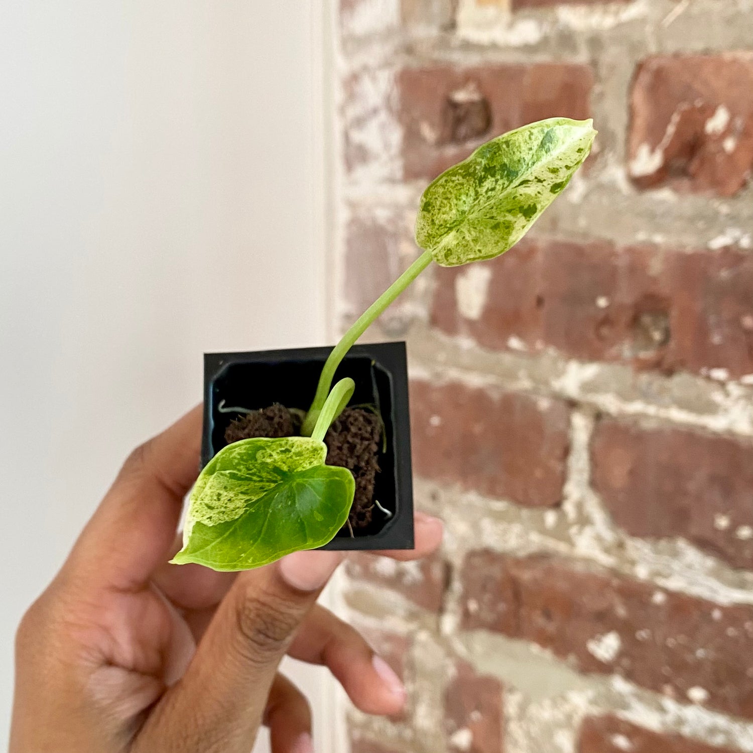 Alocasia Dragonscale Mint Variegated 4301