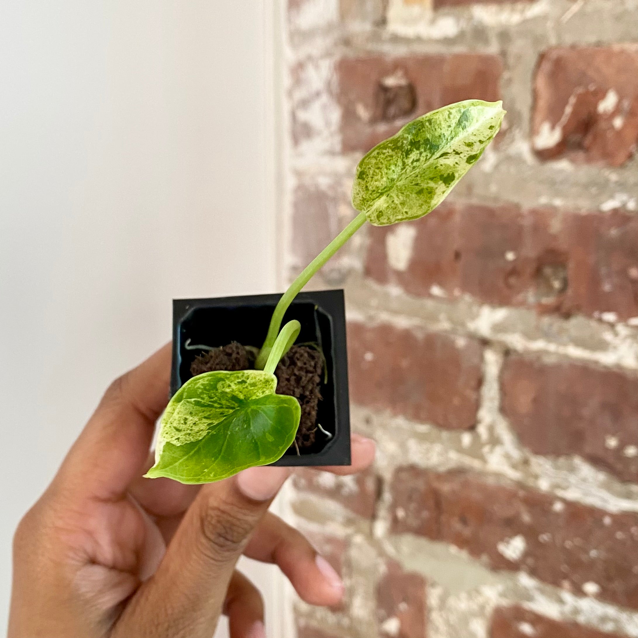 Alocasia Dragonscale Mint Variegated 4301