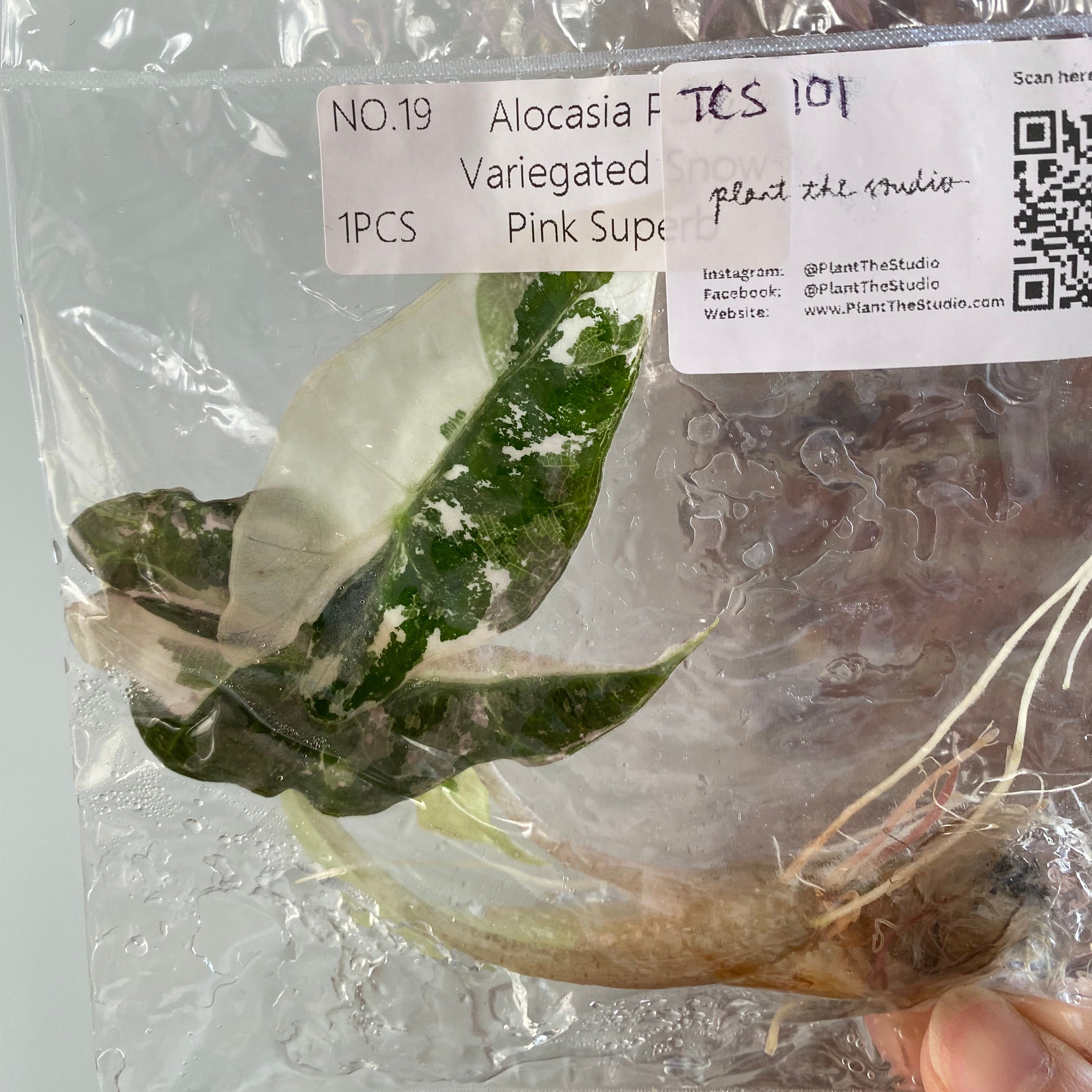 Alocasia Polly Snow Pink TCS 101