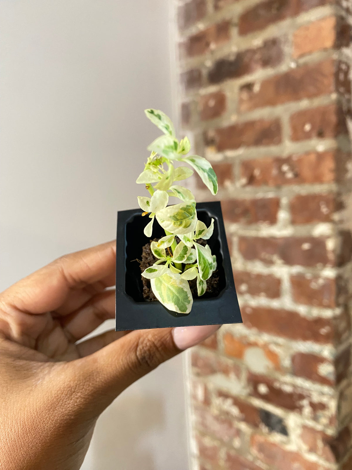 Ficus Lyrata Var. Fiddle Leaf Fig 3647