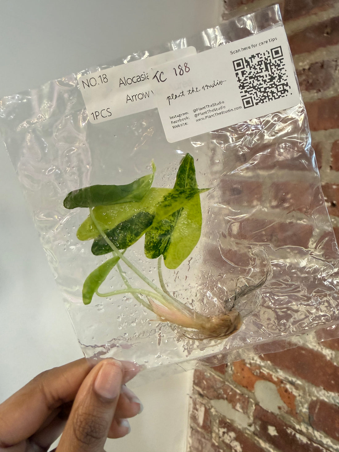 Alocasia Bambino Aurea TCS 188