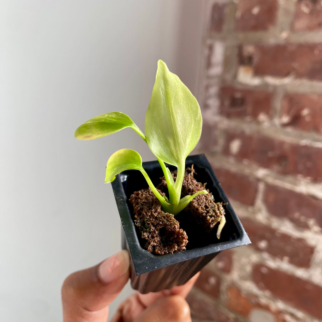 Monstera Bulbasaur 4040