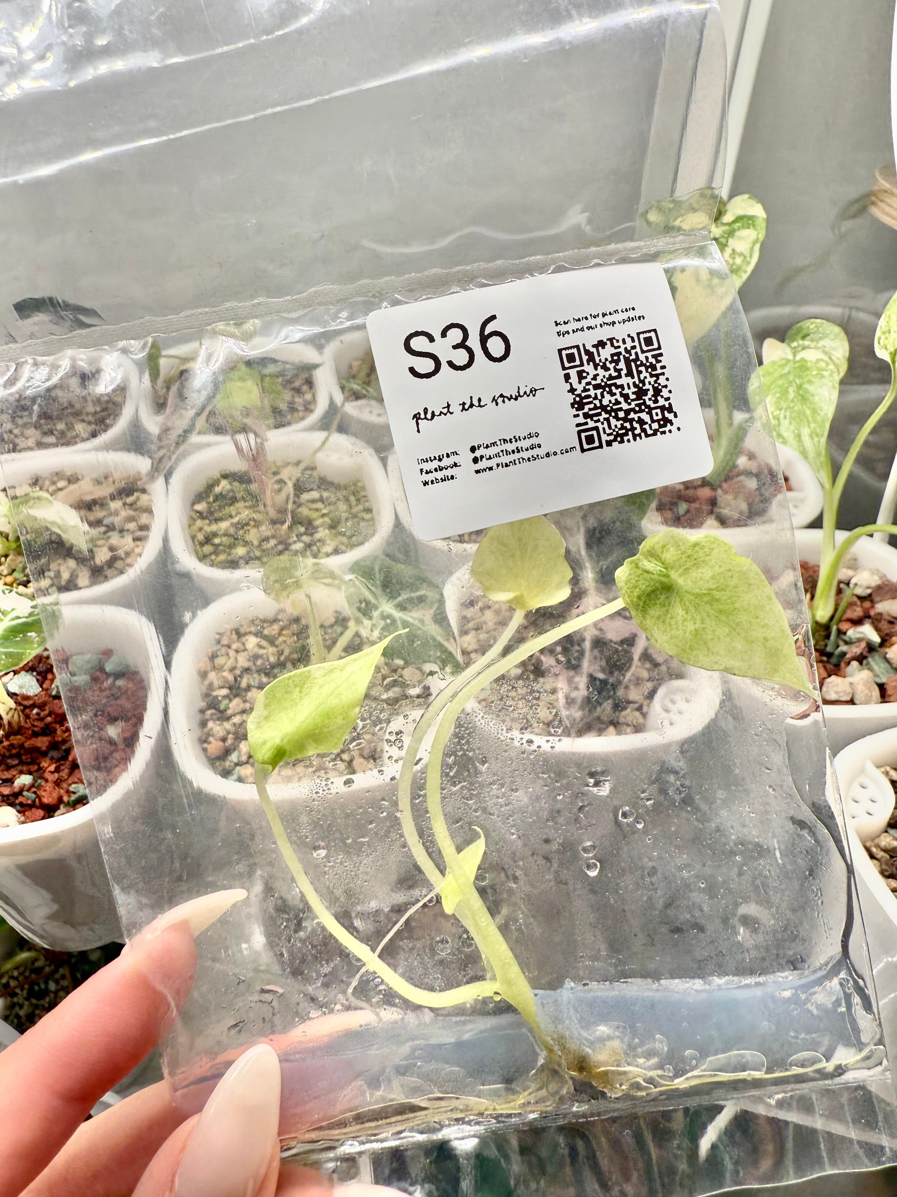 Alocasia Scalprum Mint TCS36