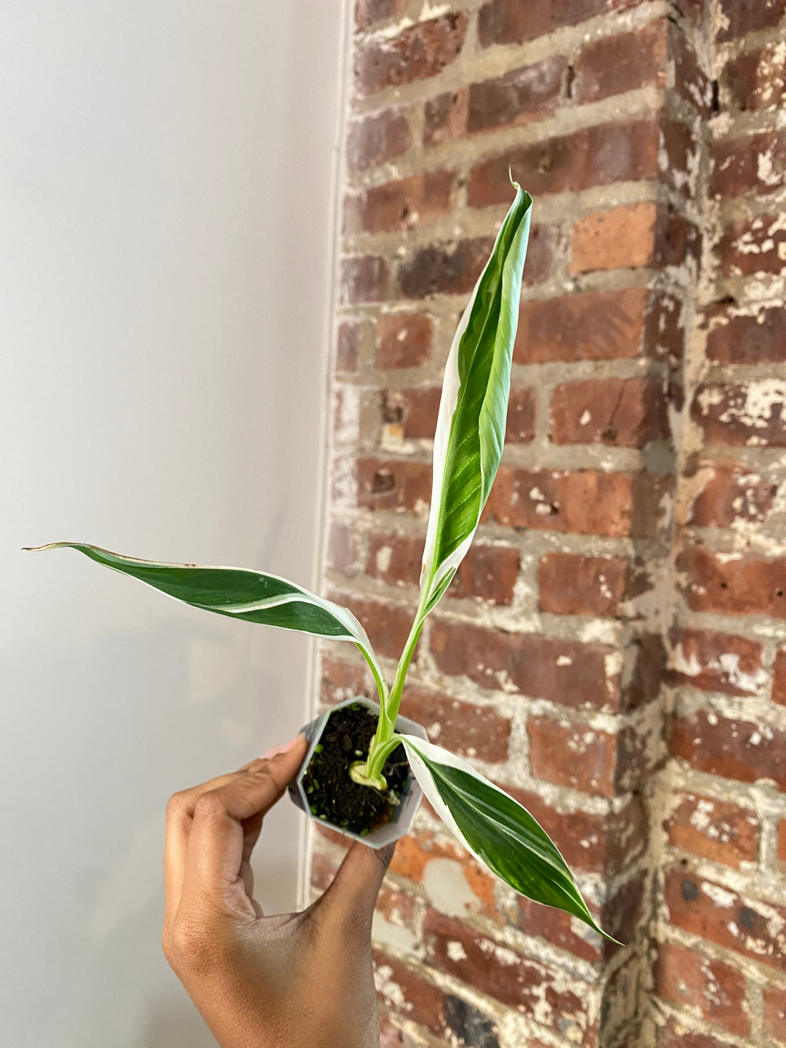Musa Florida Variegated Potted 3703