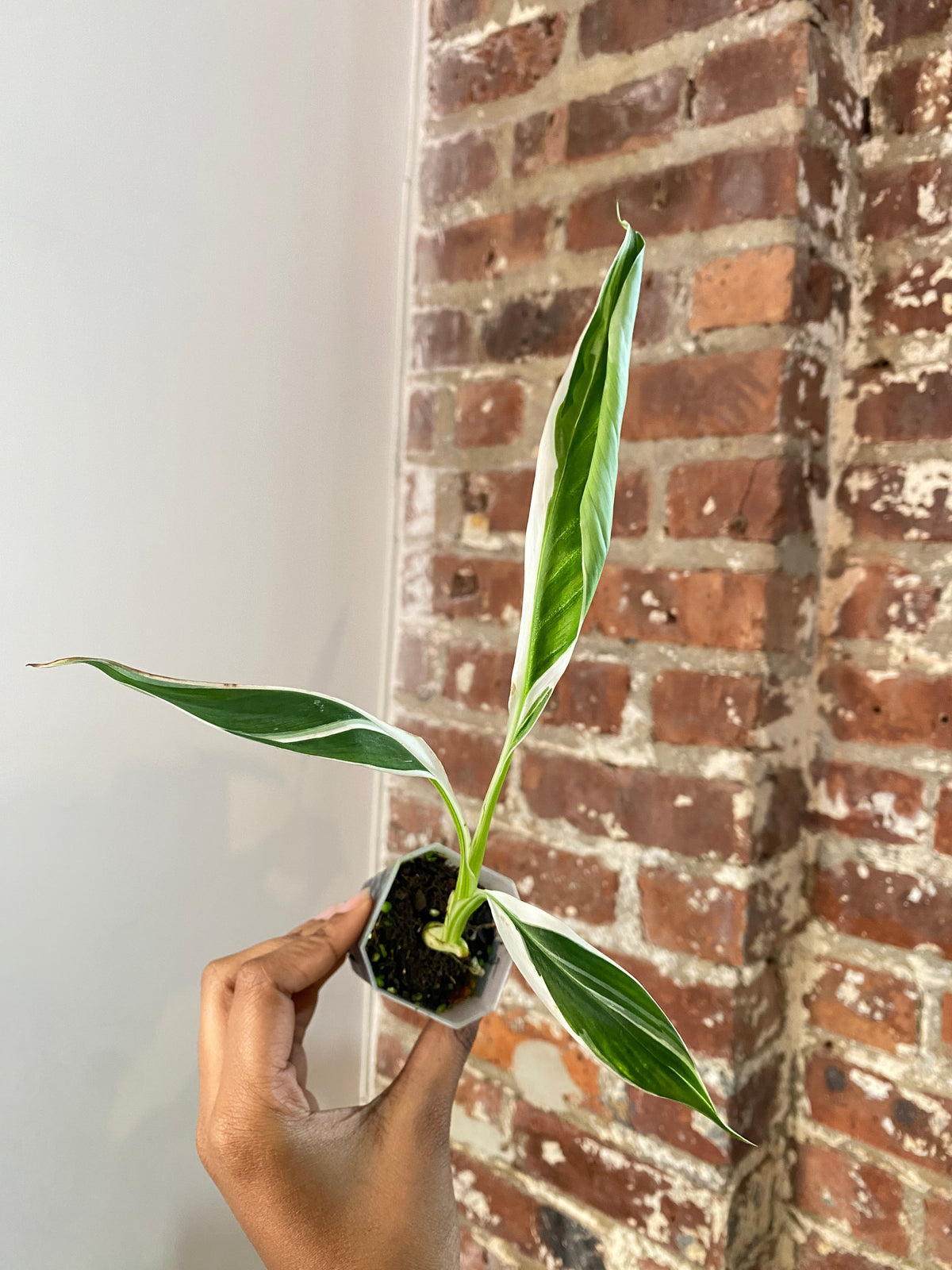 Musa Florida Variegated Potted 3703