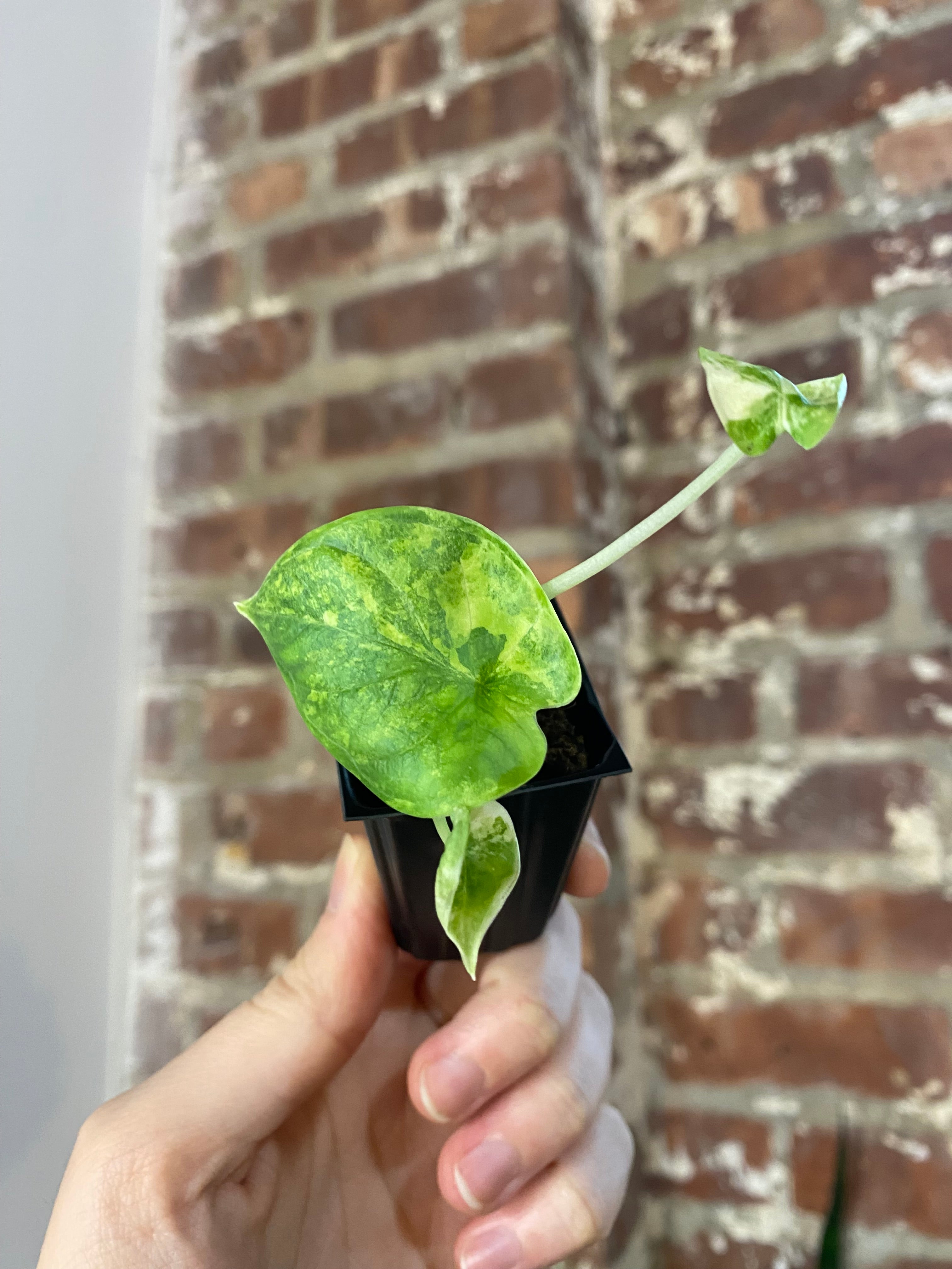 Alocasia Silver Dragon Aurea 4872