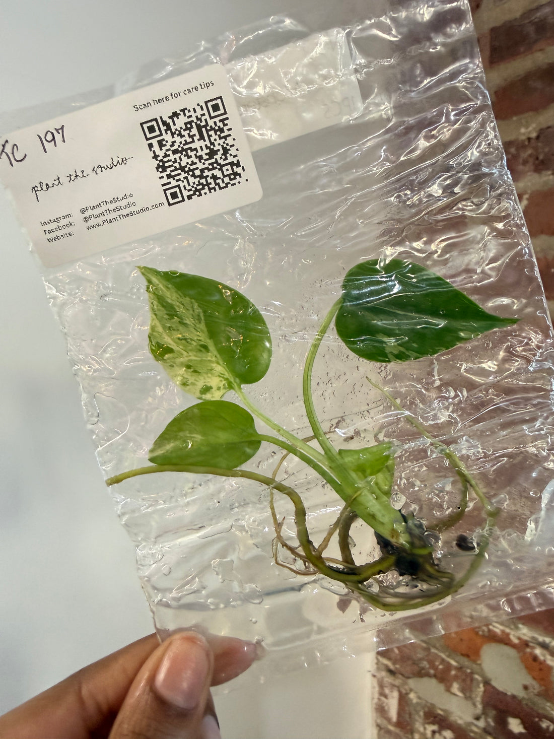 Monstera Bulbasaur TCS 197