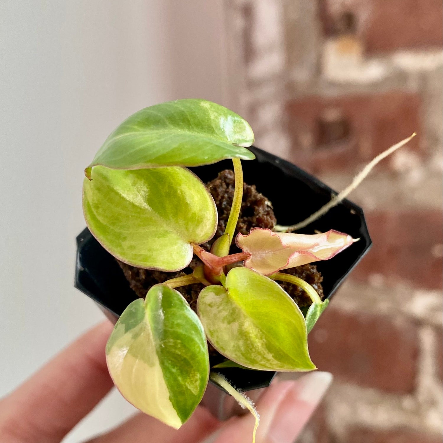 Philodendron Billietiae Var. 8949