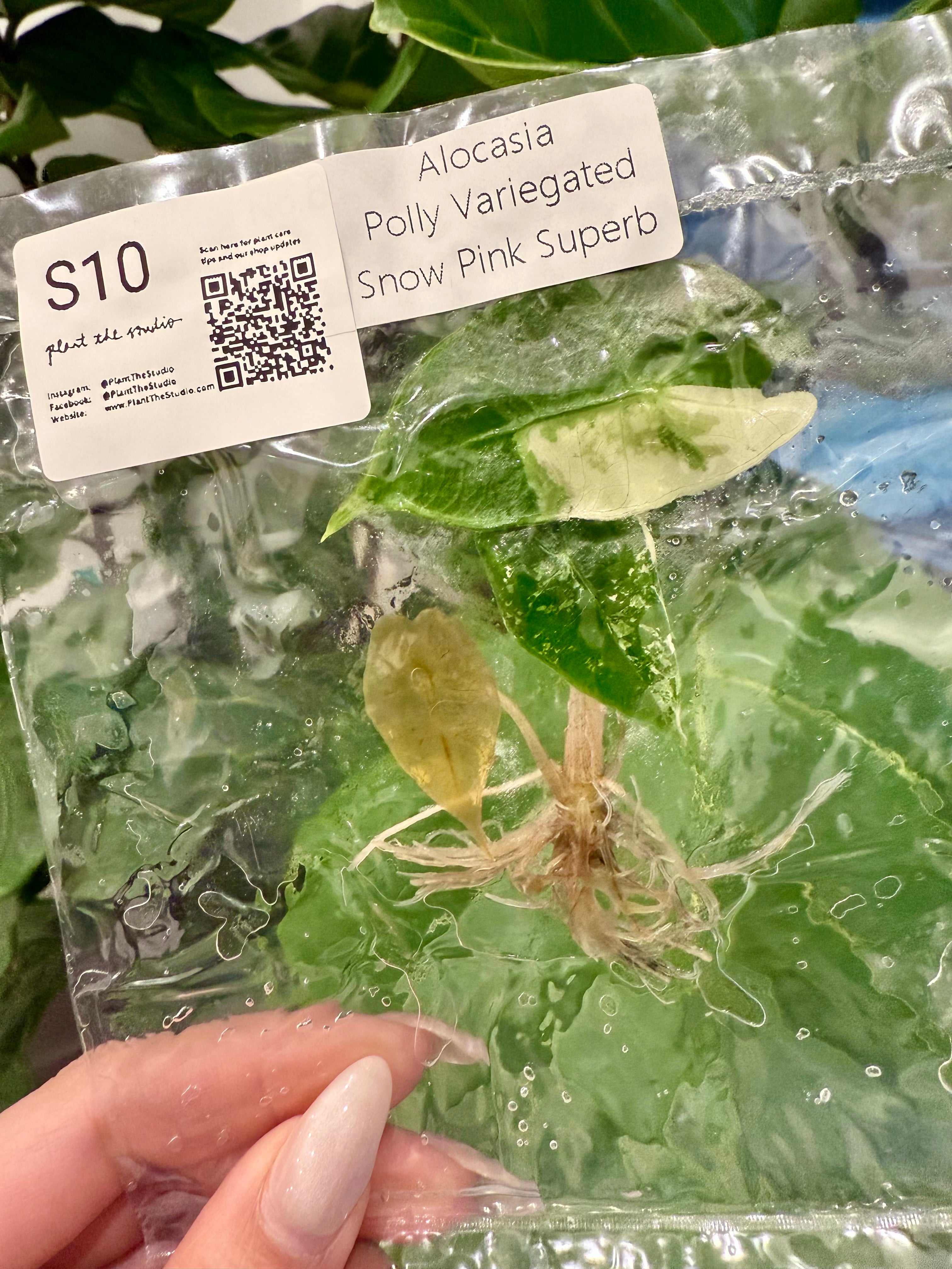 Alocasia Polly Snow Pink Var. TCS10