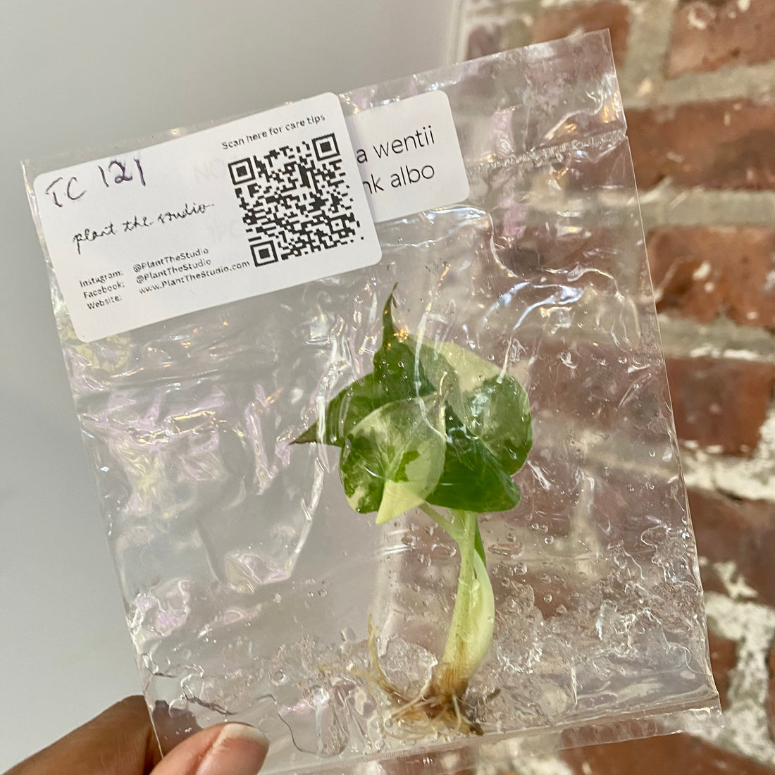 Alocasia Wentii Albo Pink TCS 121