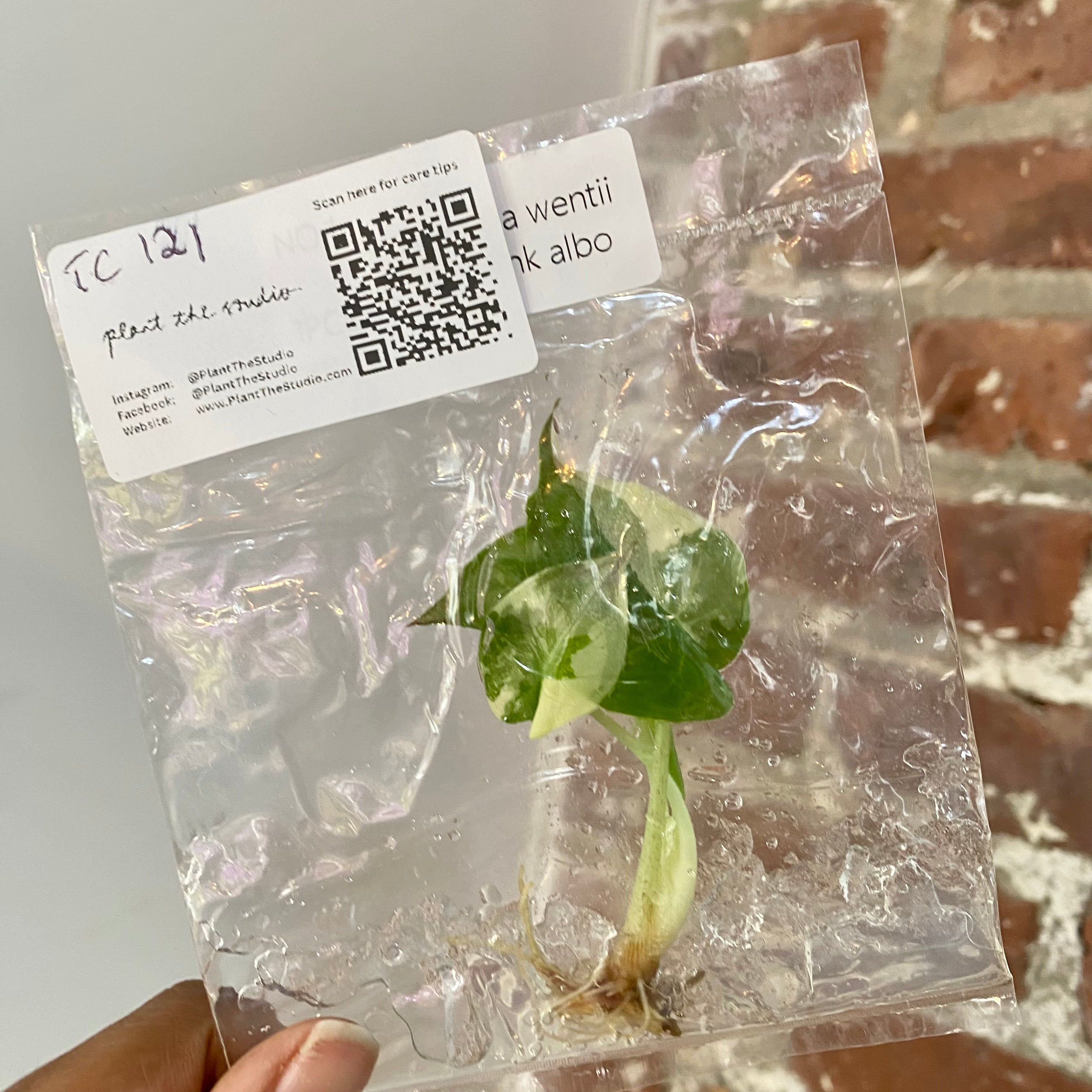 Alocasia Wentii Albo Pink TCS 121