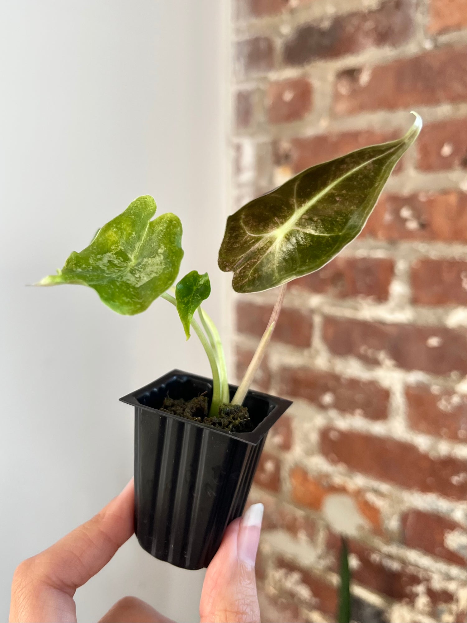 Alocasia Black Satun "Stardust" 8869