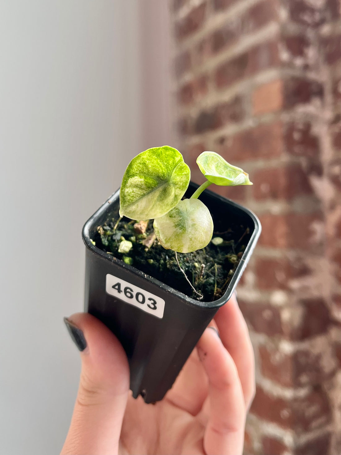 Alocasia Ninja Tricolor Potted 4603