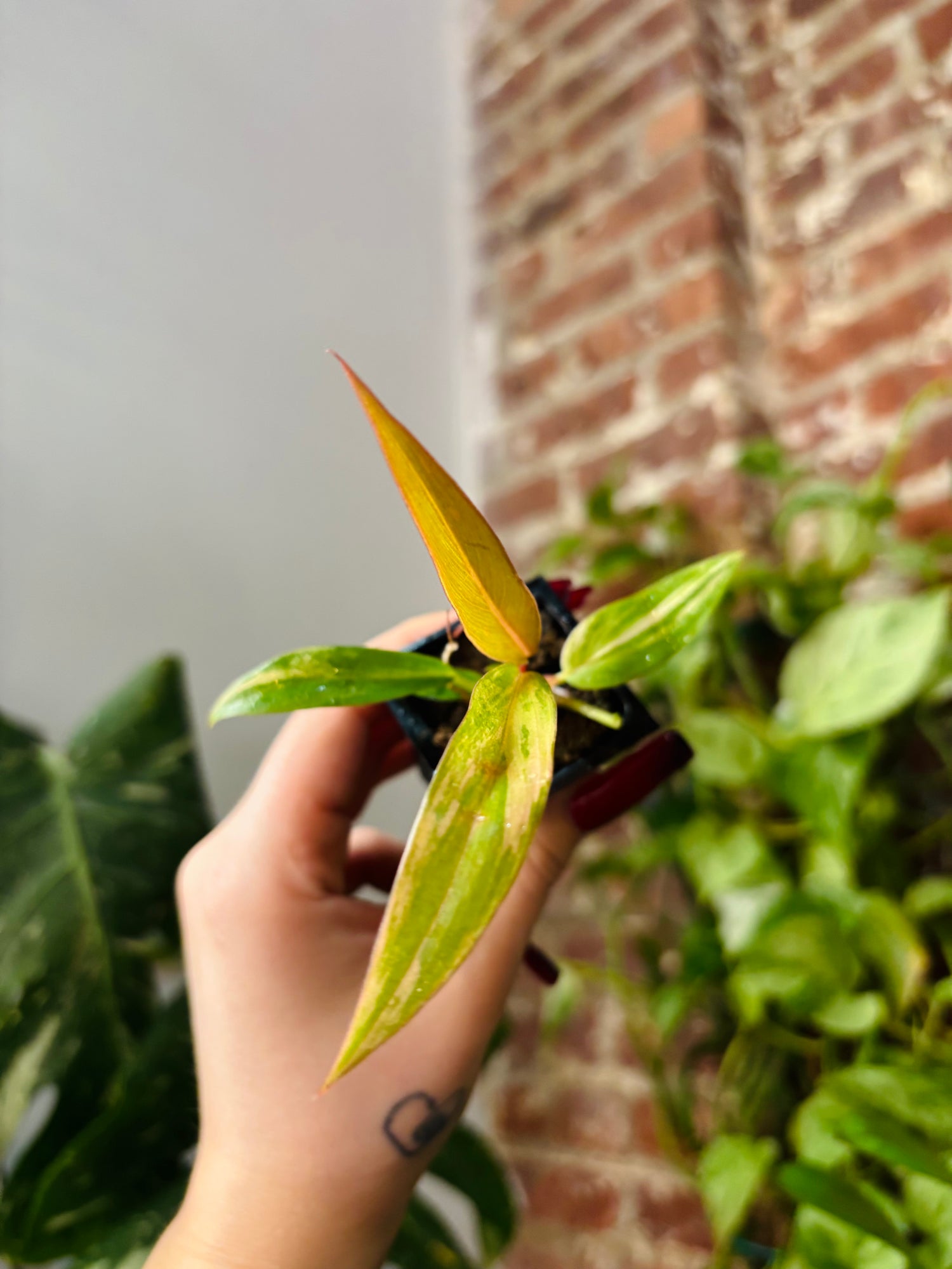 Philodendron Caramel Marble 0964