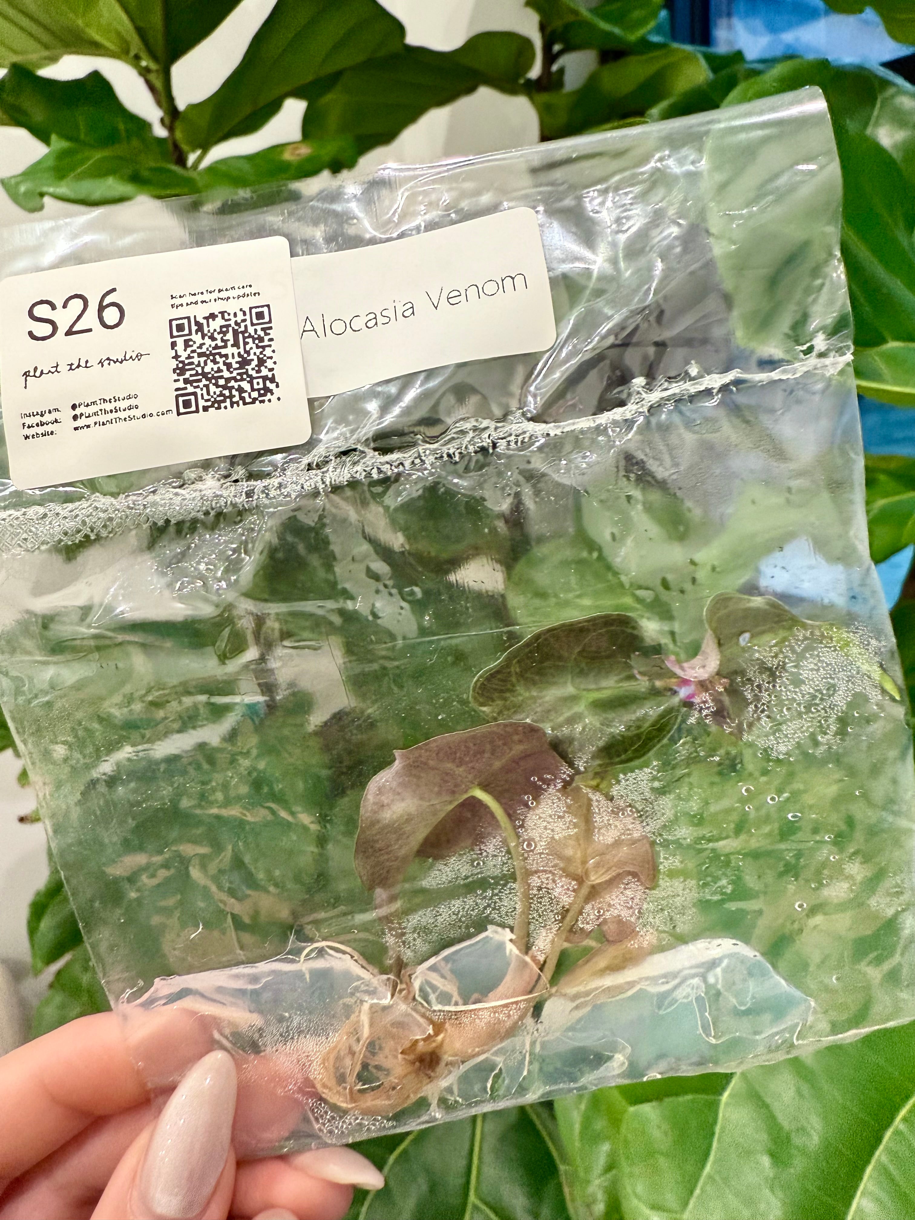 Alocasia Venom TCS26