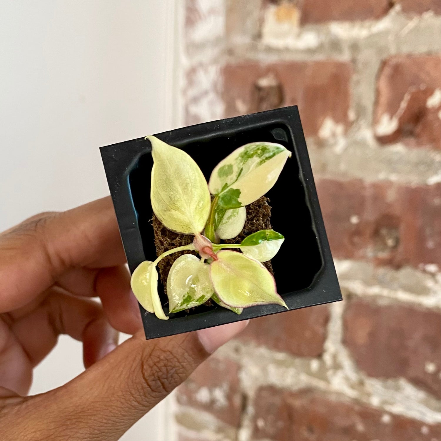 Philodendron Billietiae Var. 4293