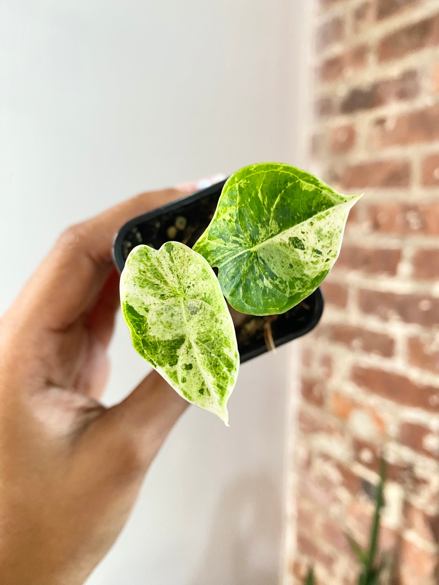 Alocasia Dragonscale Mint (Potted) 4738