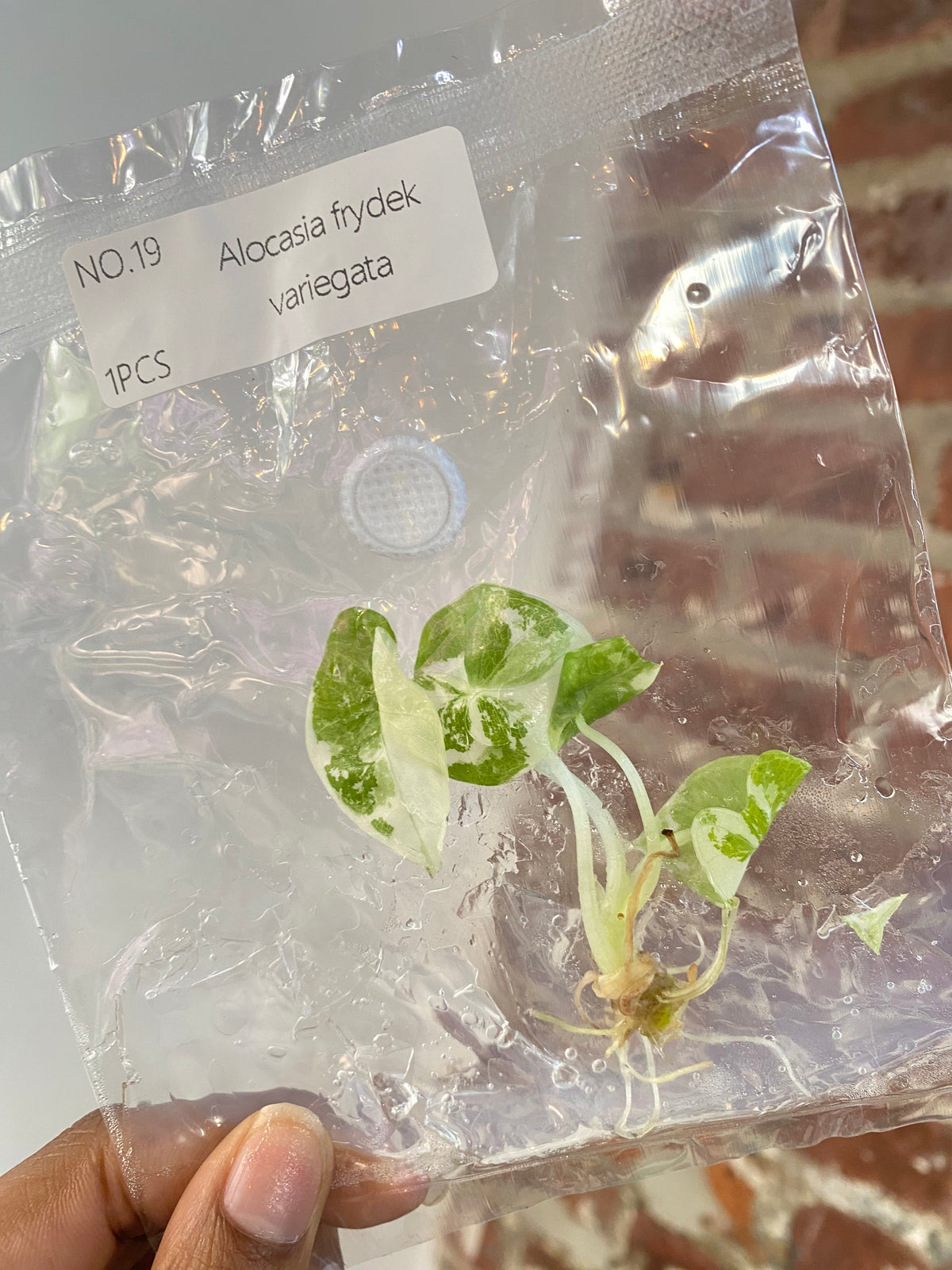 Alocasia Frydek Var.  (Grower&