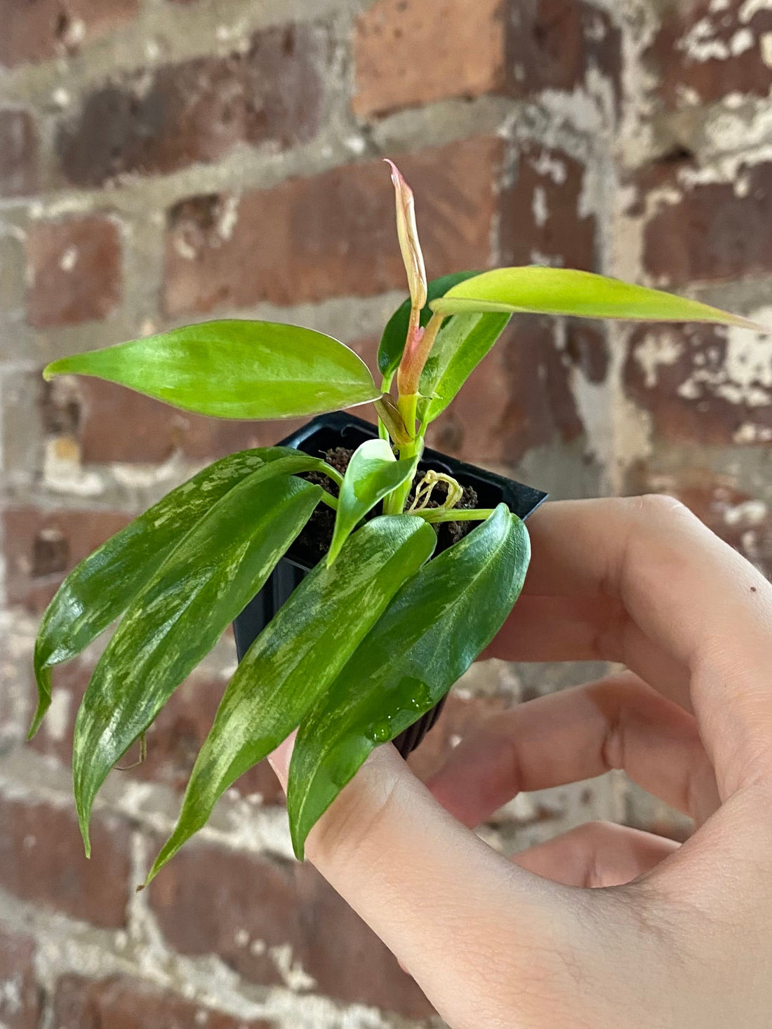 Philodendron Florida Beauty x Tortum 3023