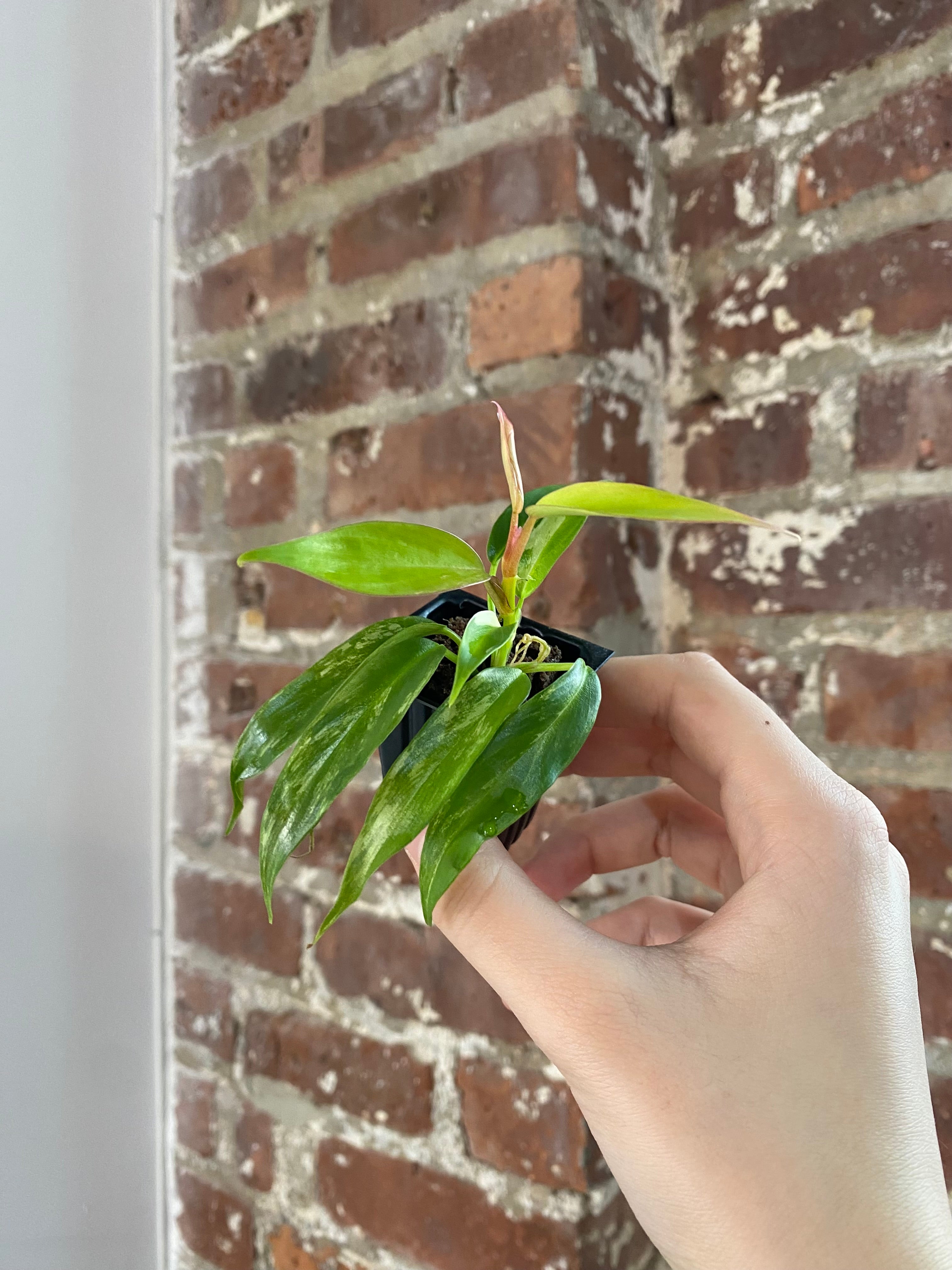 Philodendron Florida Beauty x Tortum 3023