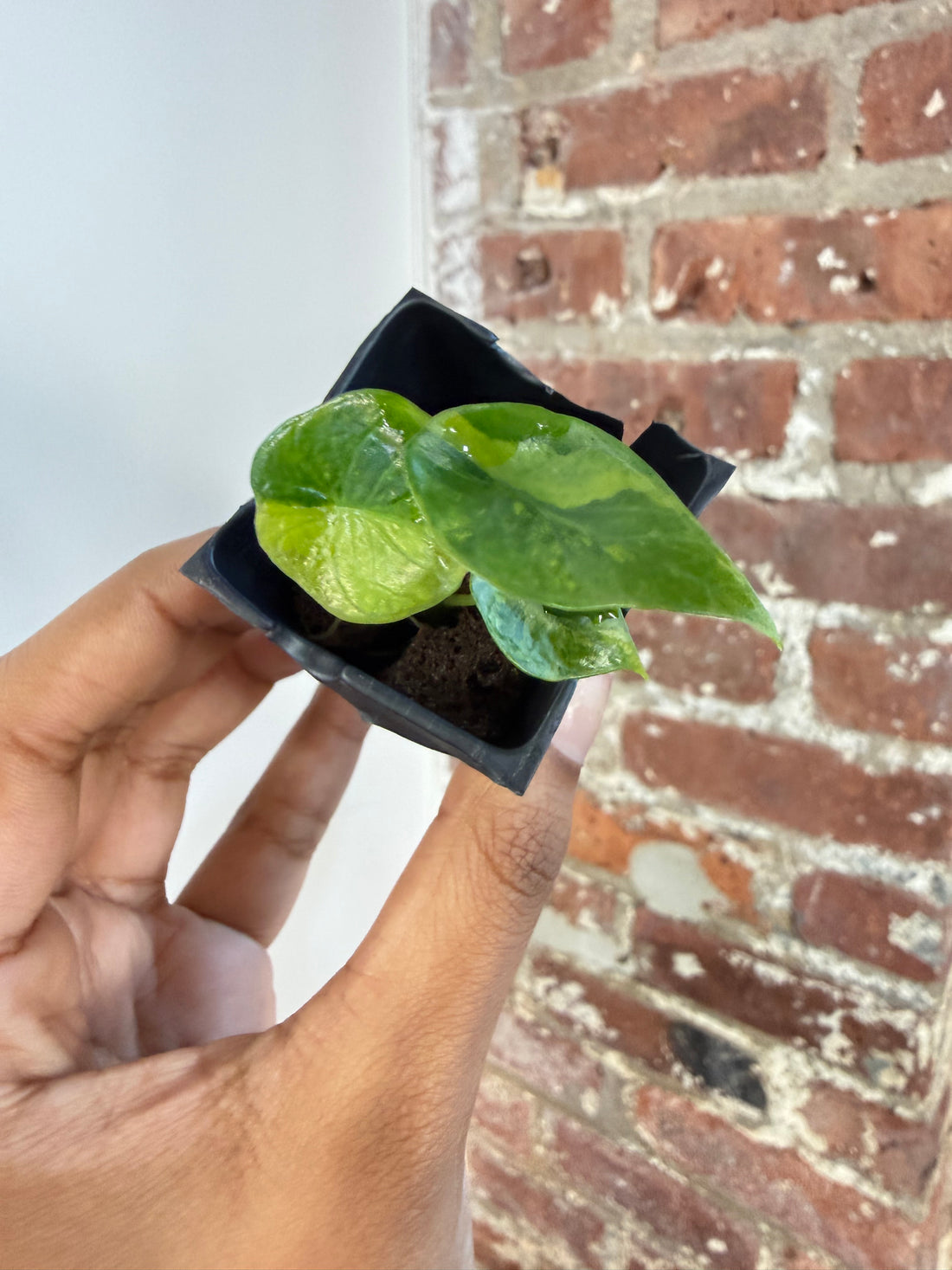 Alocasia Scalprum Aurea 3821