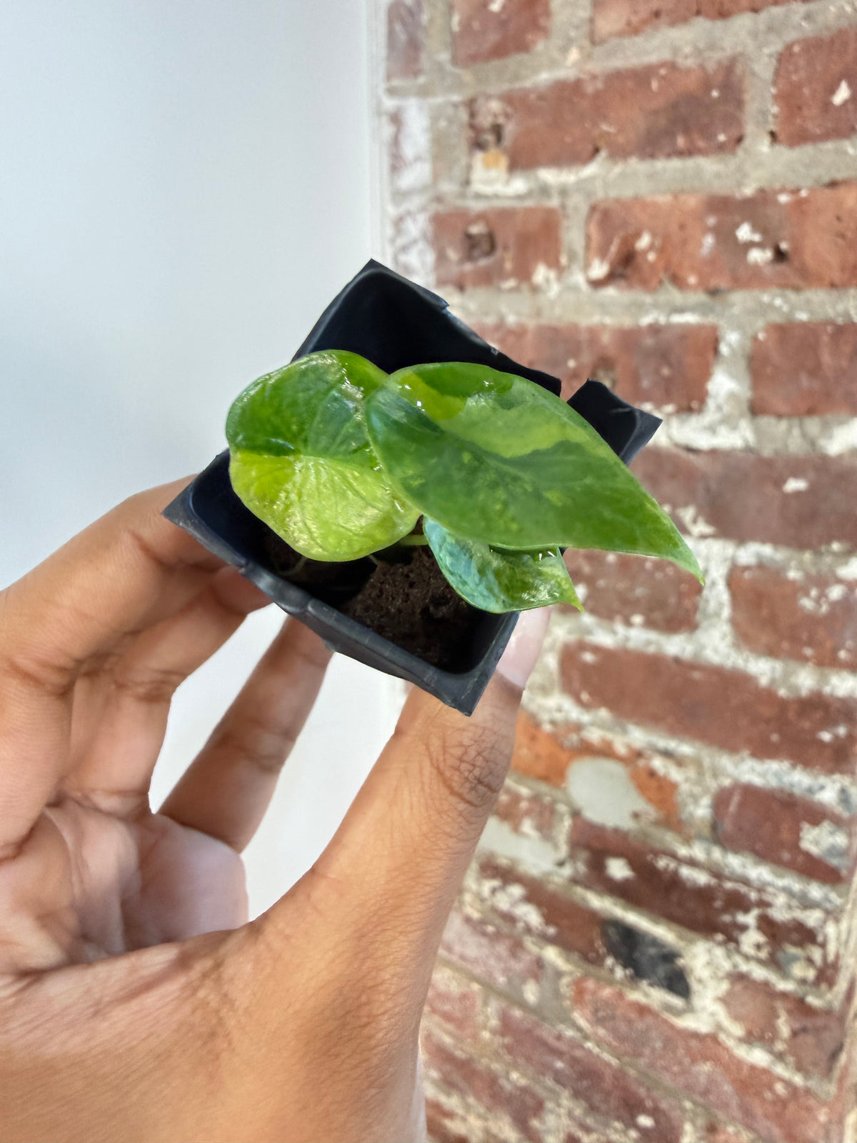 Alocasia Scalprum Aurea 3821