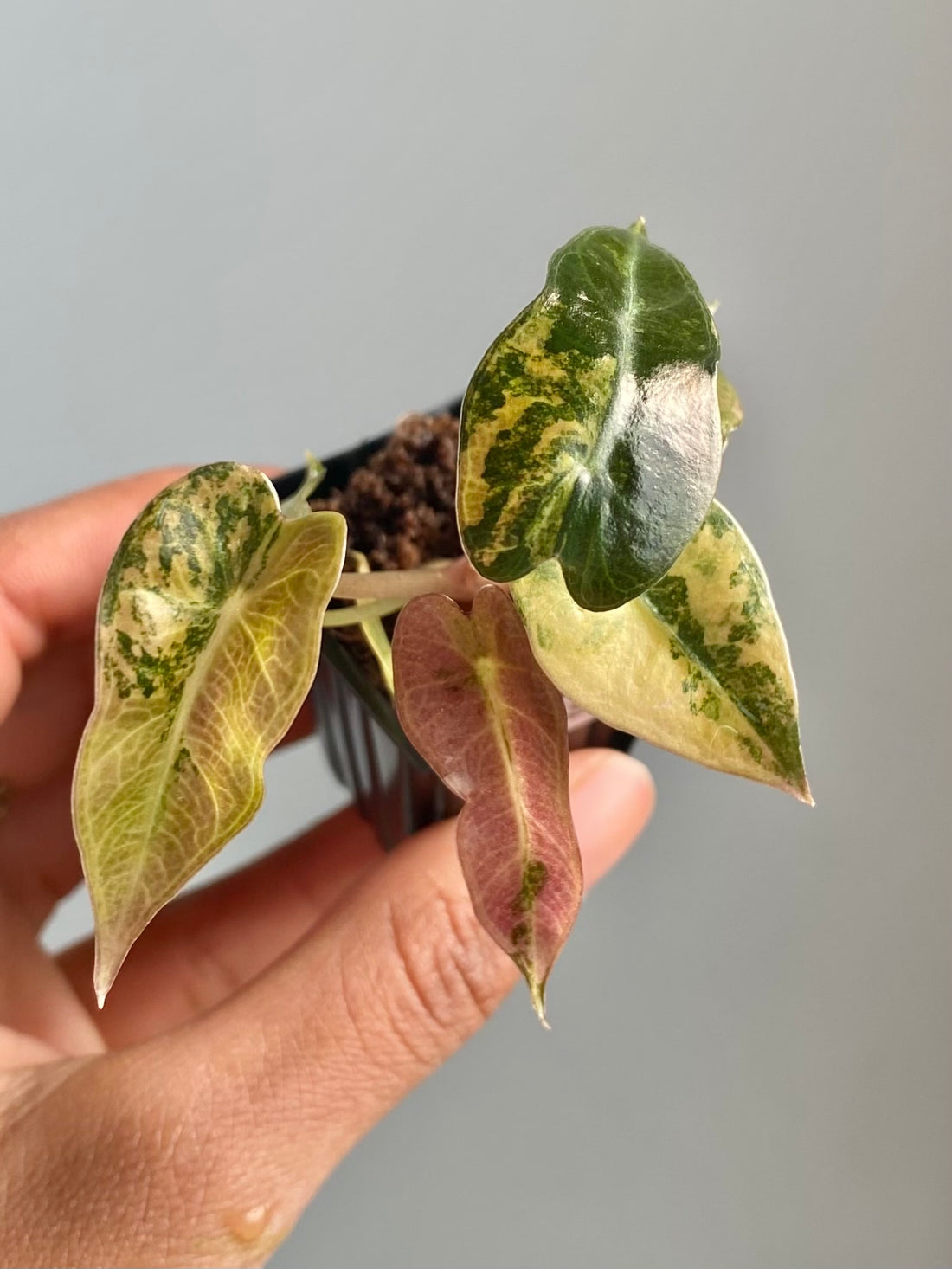 Alocasia Bambino Aurea 4594