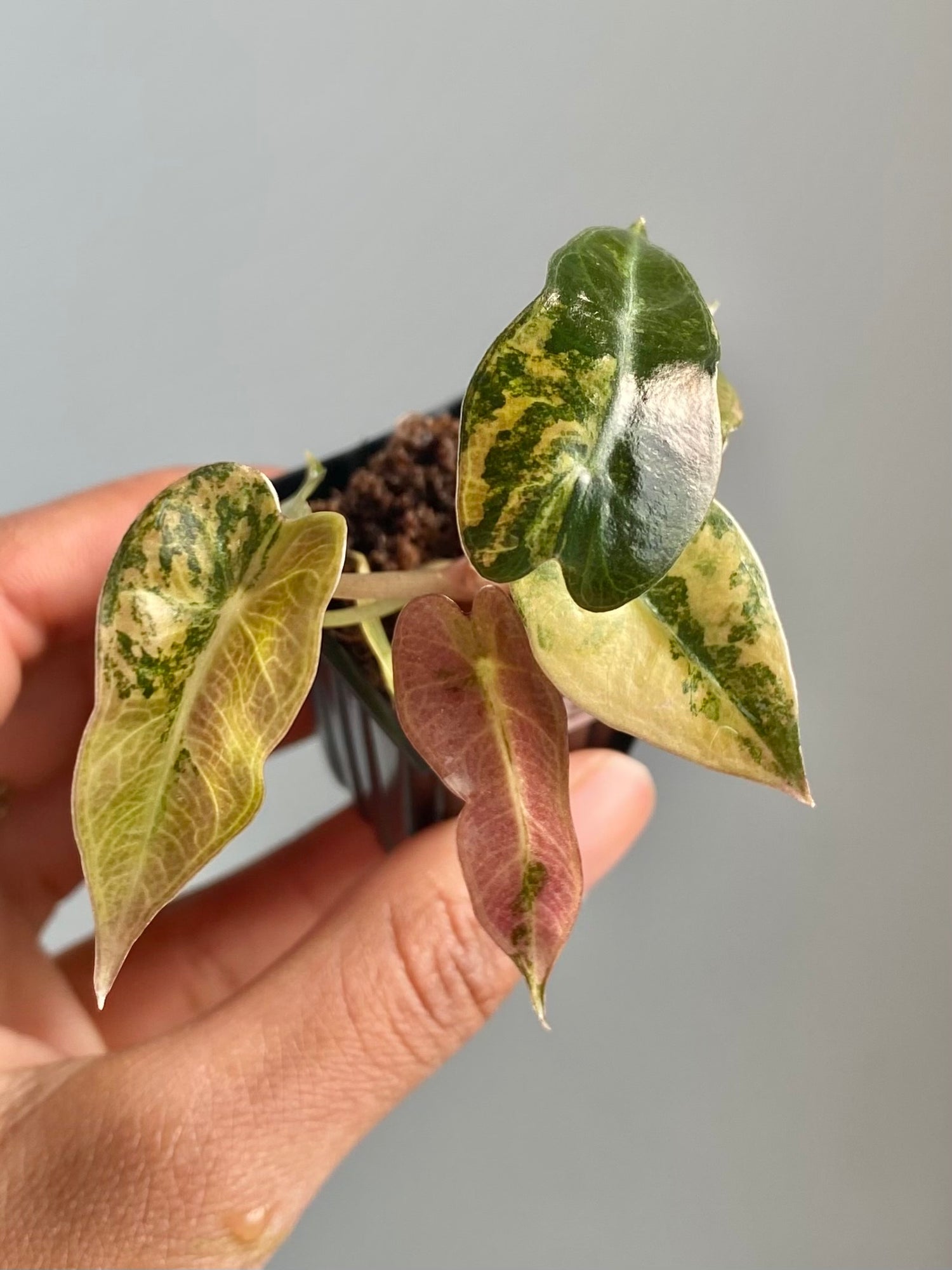 Alocasia Bambino Aurea 4594