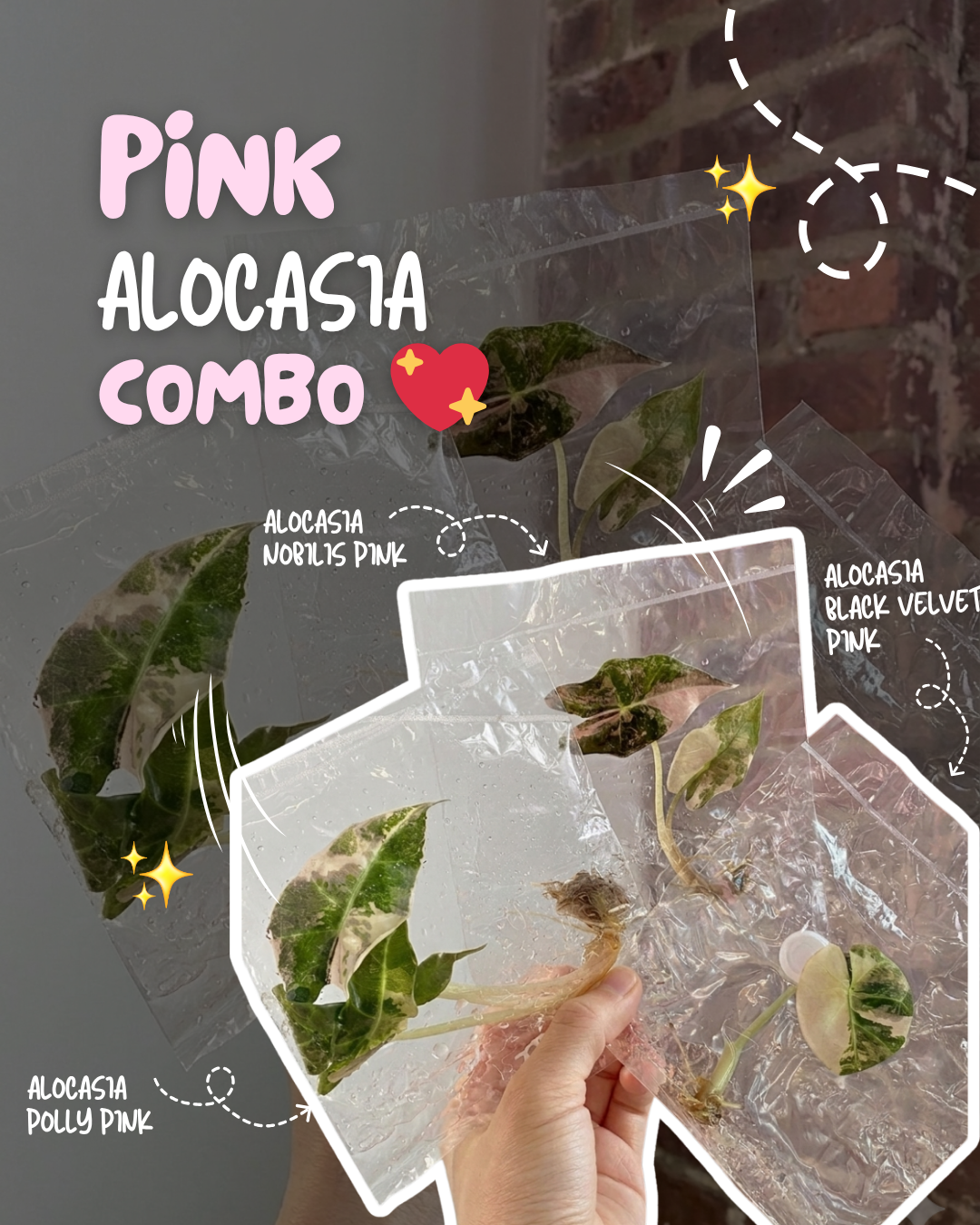 Pink Alocasia TC Combo Grower’s Choice