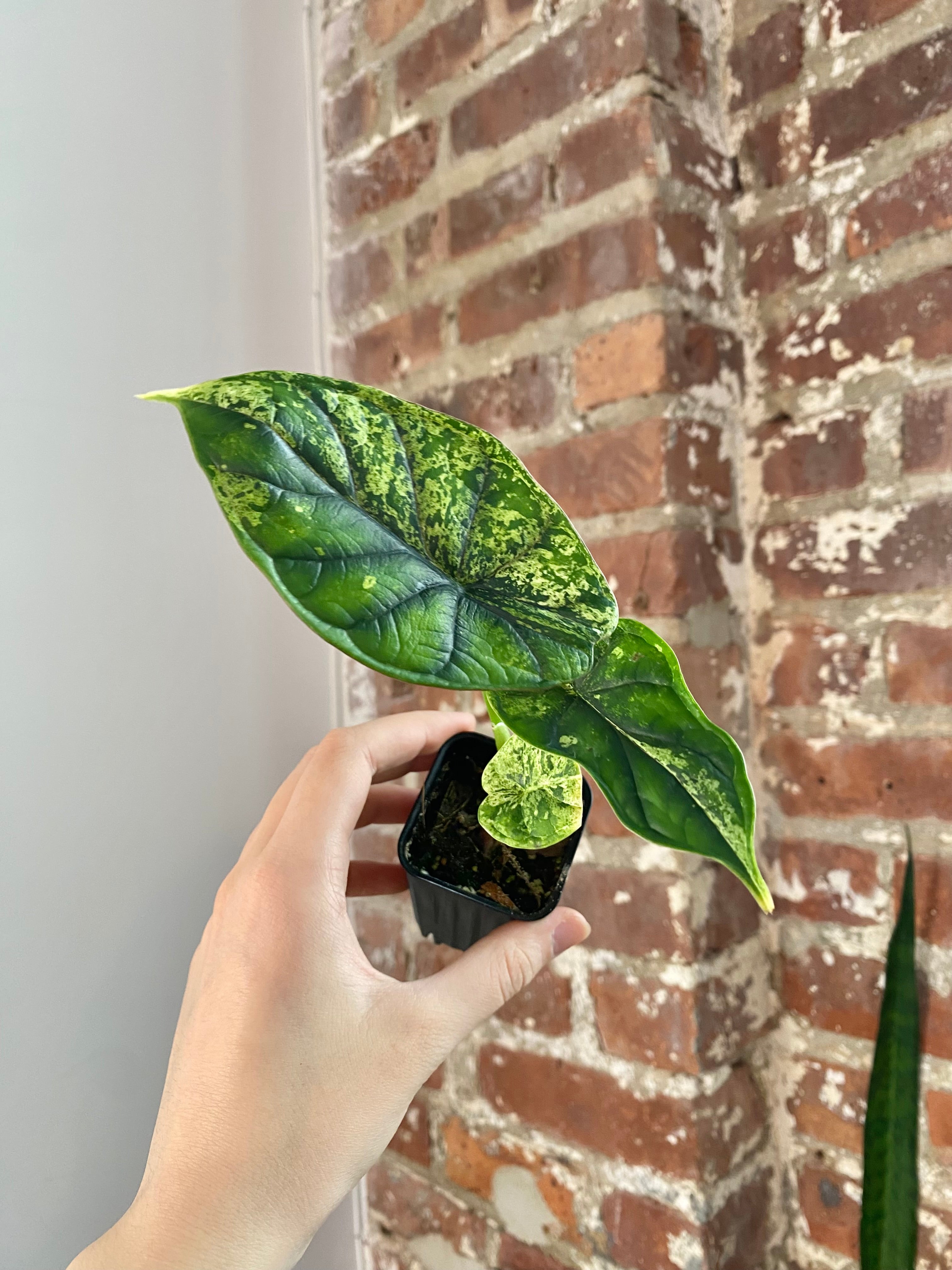Alocasia Dragonscale Mint (Potted) 3033