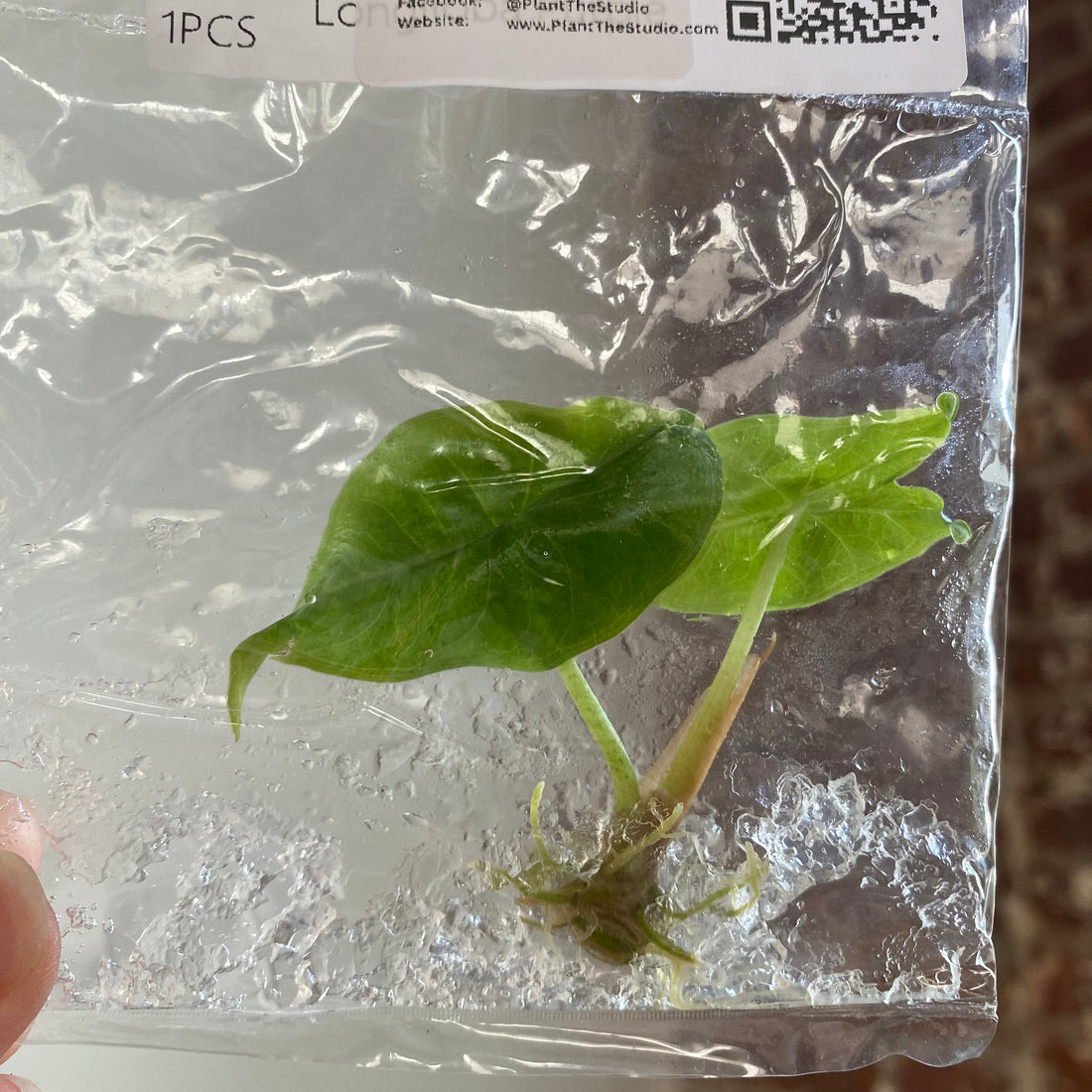 Alocasia Longiloba Purple TCS 100
