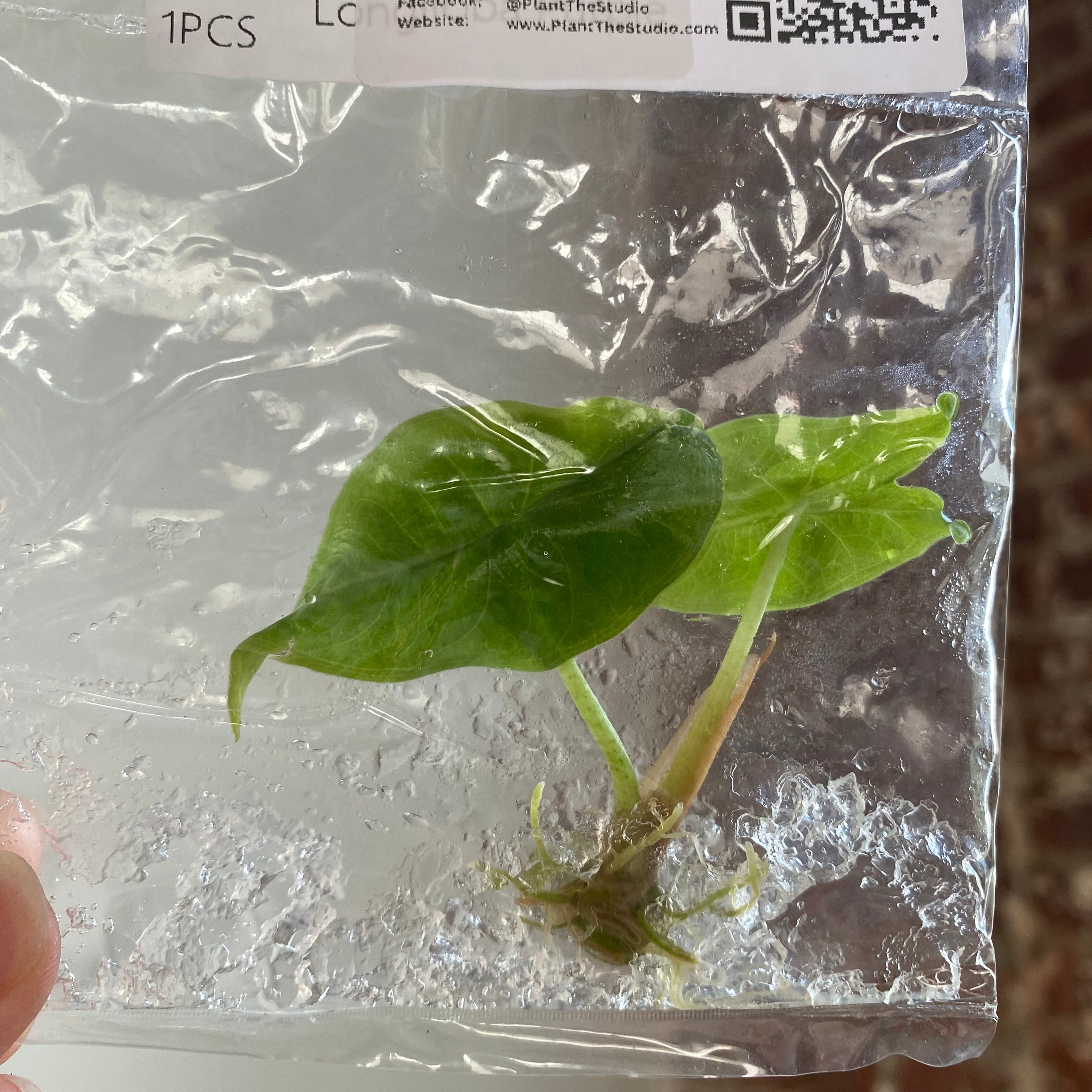 Alocasia Longiloba Purple TCS 100