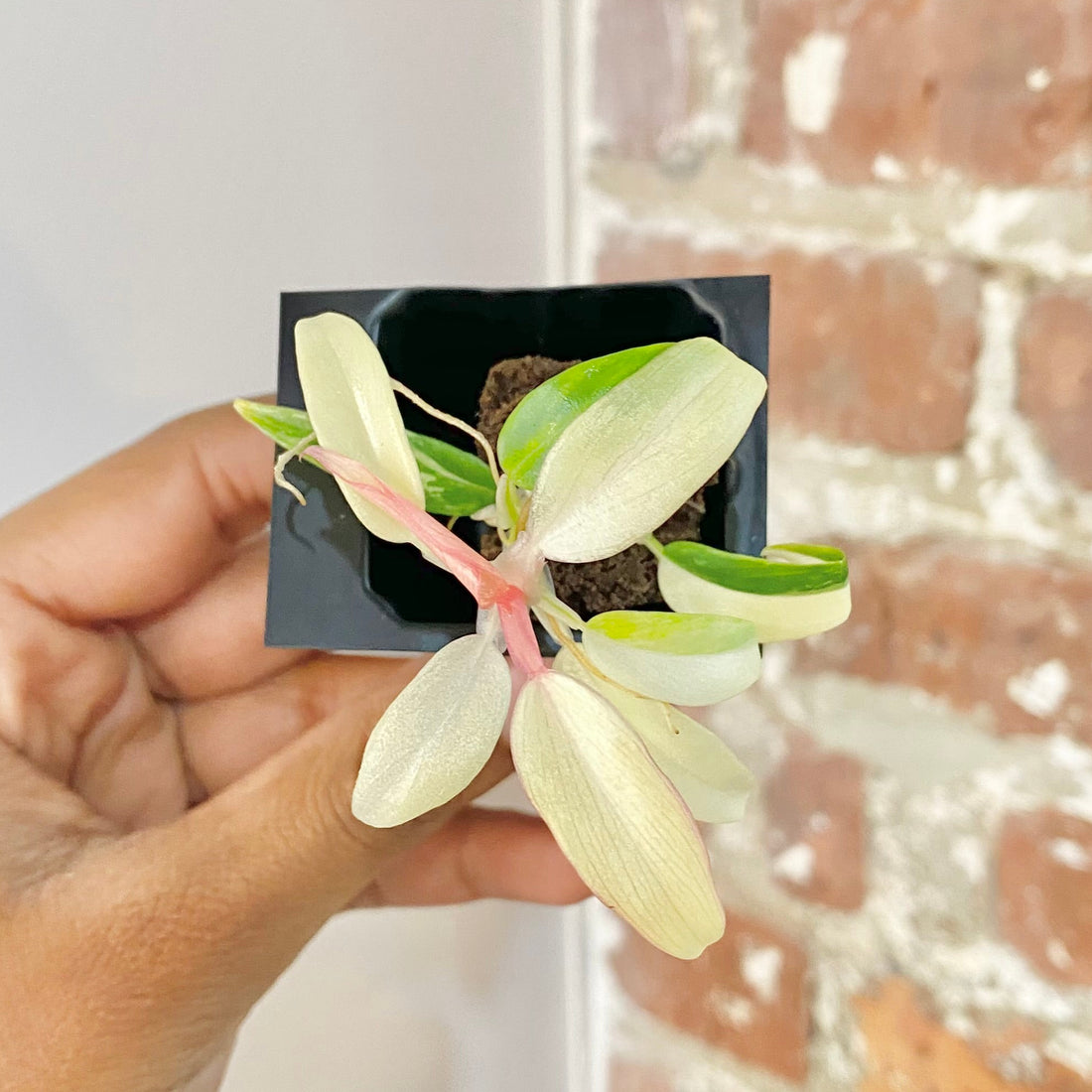 Philodendron Florida Beauty x Tortum 4434