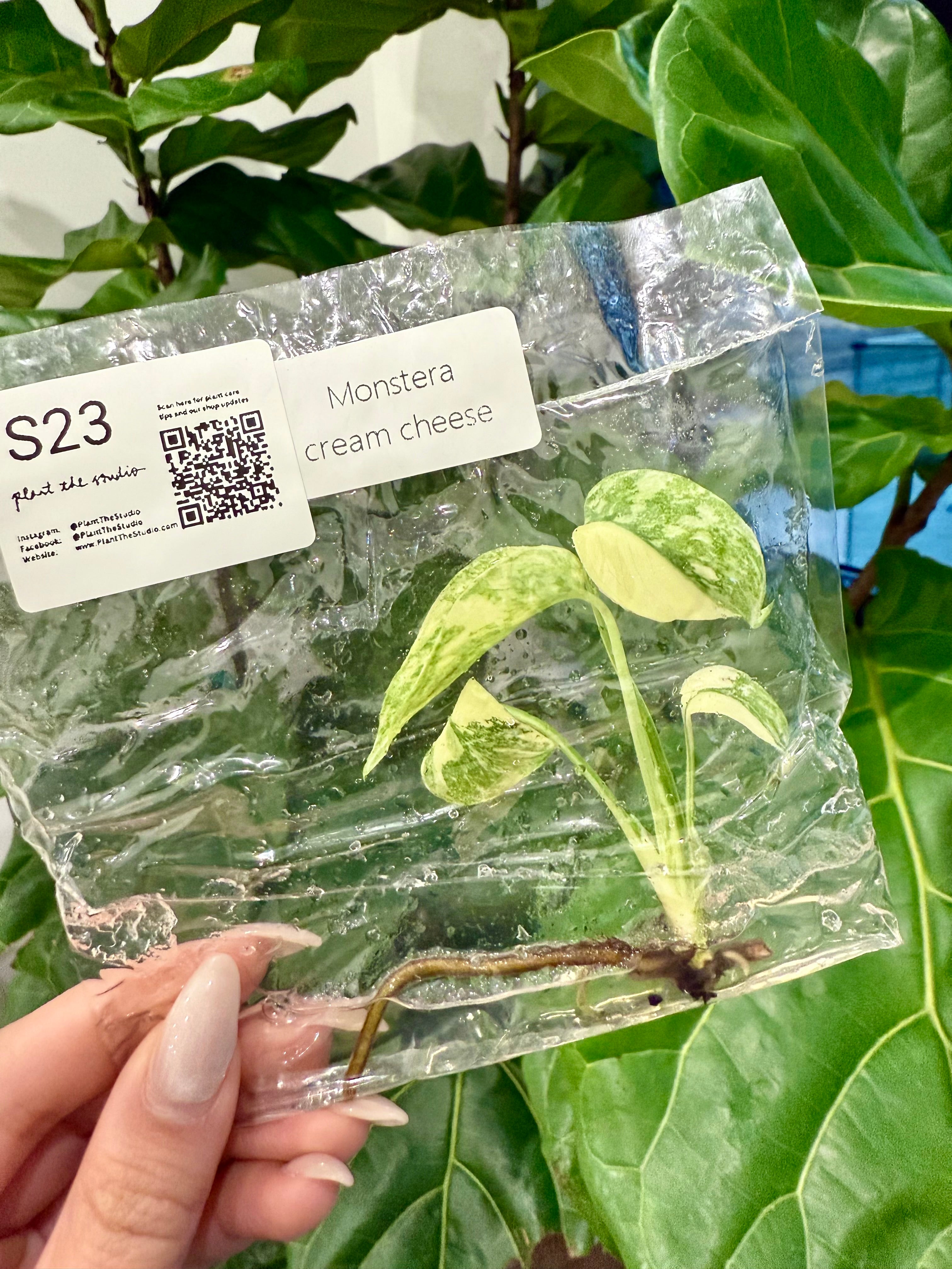 Monstera Cream Cheese TCS23