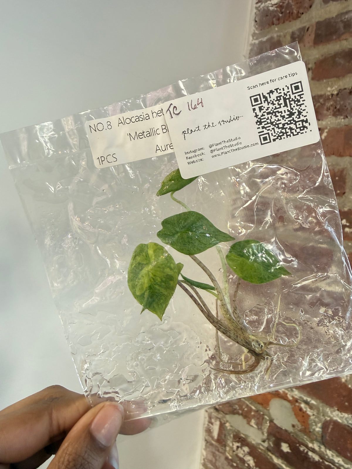 Alocasia Heterophylla ‘Metallic Blue’ Var. Aurea TCS 164